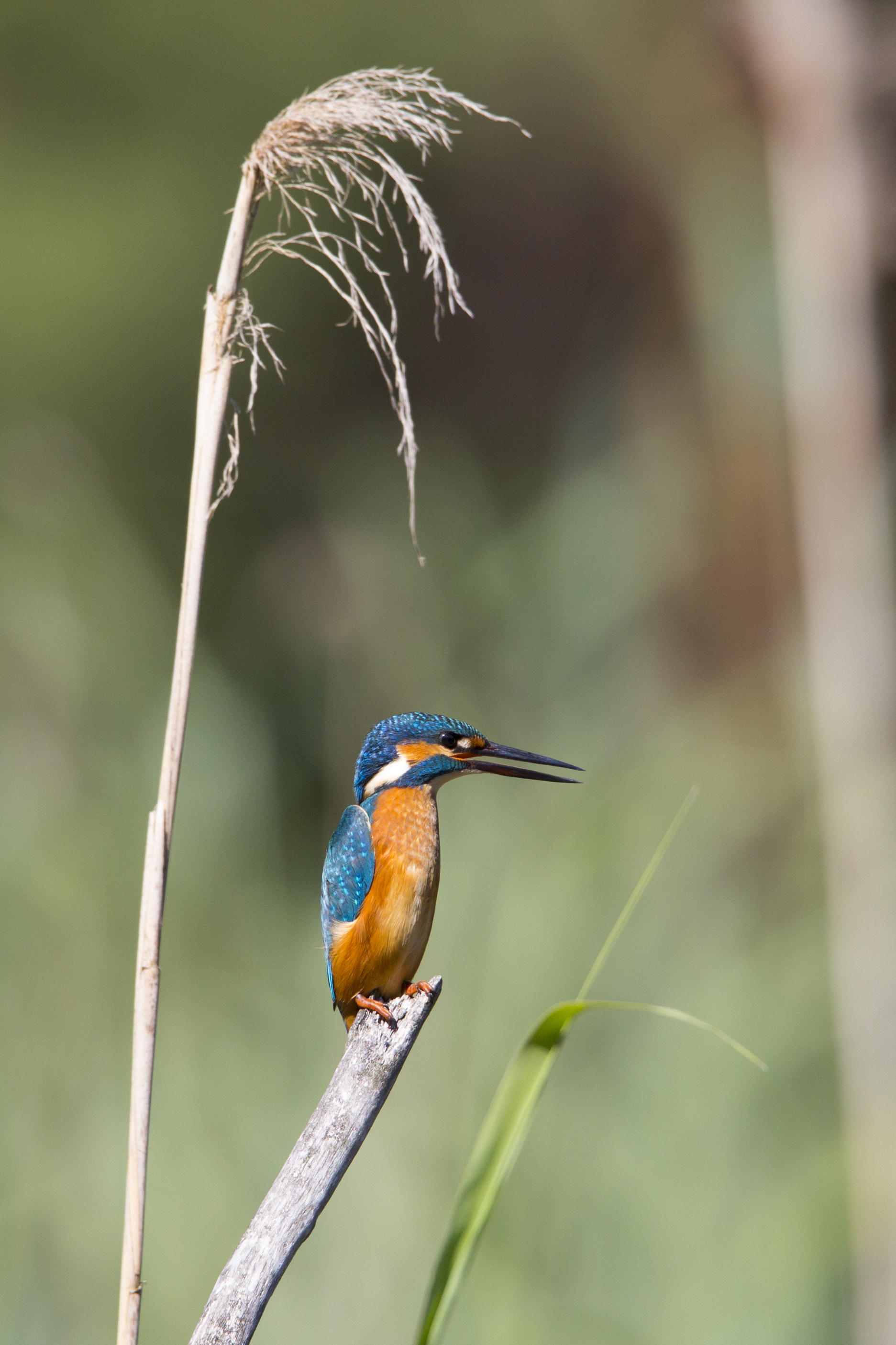  Eisvogel   Alcedo atthis    Treuenbrietzen    Canon 1 d IV    500 mm     f4 II    2015  