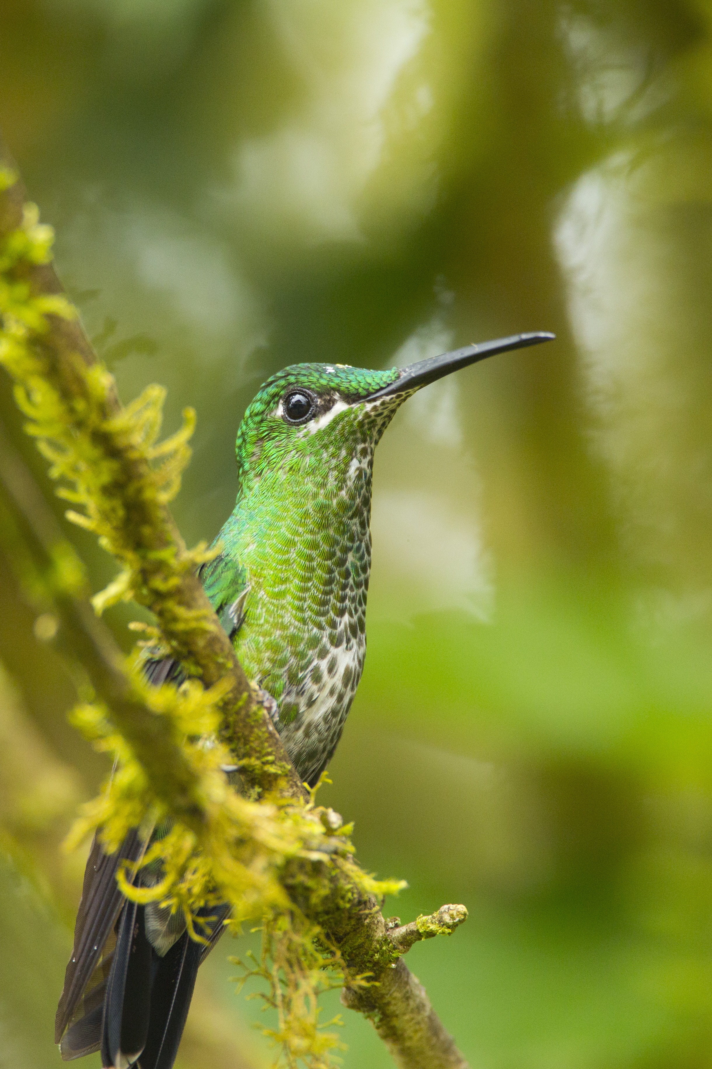  Grünstirn-Brillantkolibrie  Heliodoxa jacula  Ecuador, Mindo  2014 