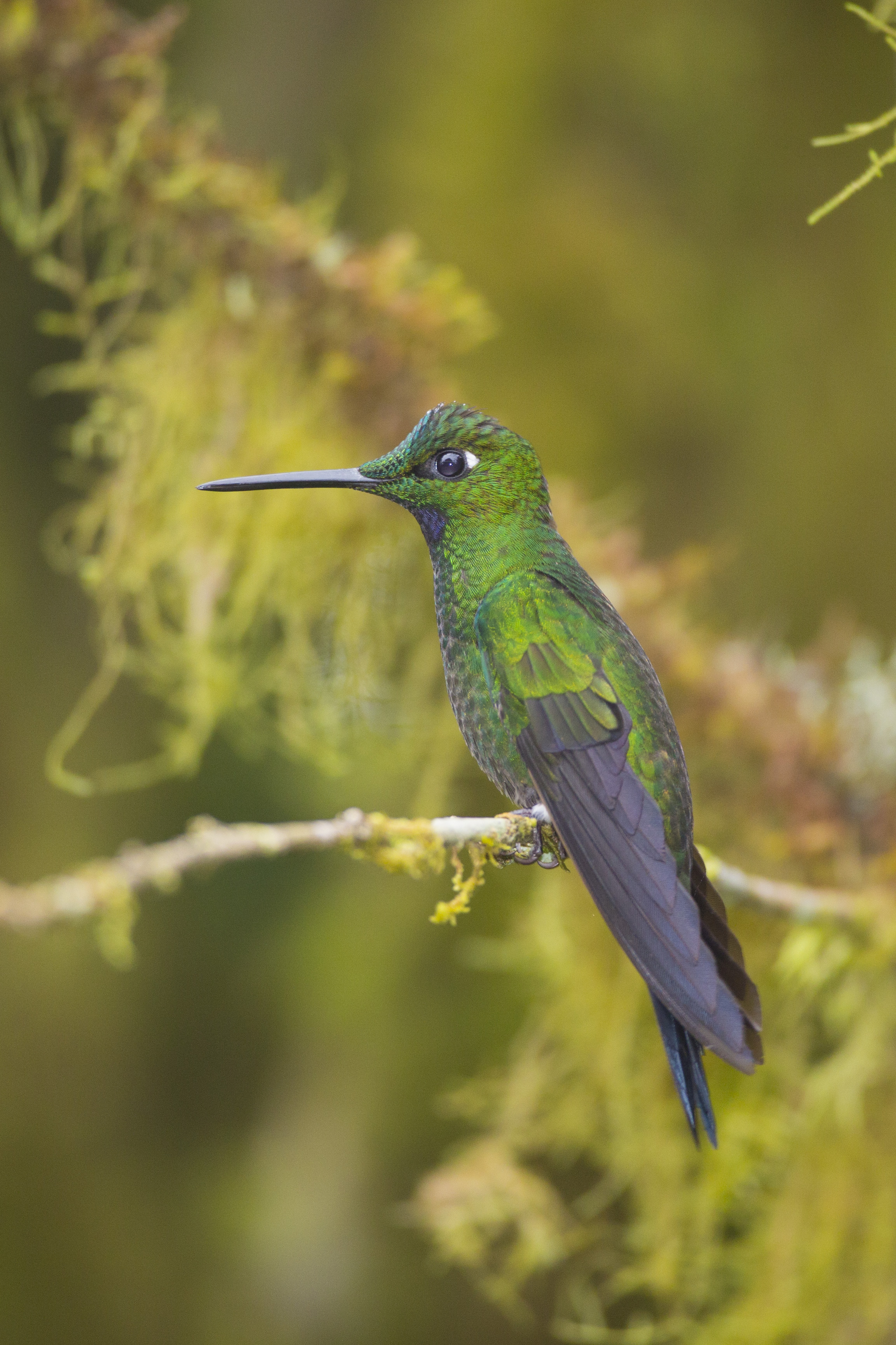  Violettkron Brillantkolibri  Eugenes fulgens  Ecuador, Mindo  2014 