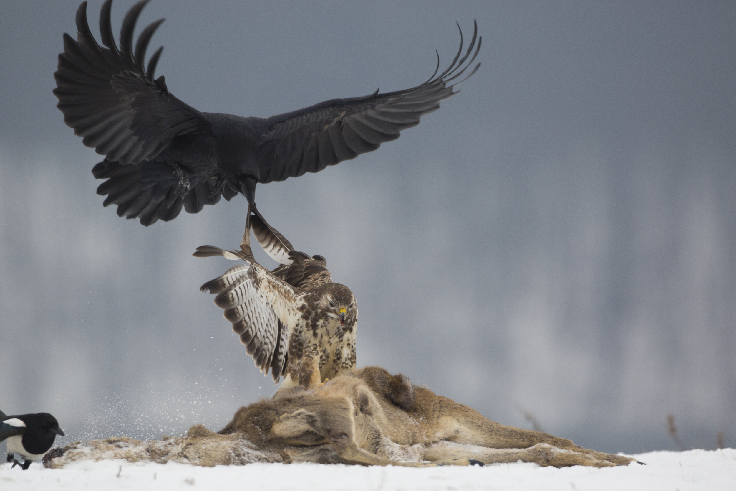  Mäusebusard/  Kolkrabe   Buteo buteo/    Corvus corax    Mecklenburg    Vorpommern    2014  