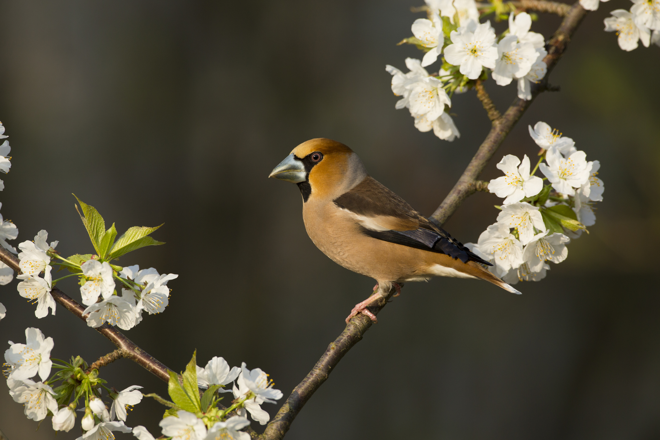  Kernbeiser   Coccothraustes coccothraustes    Treuenbrietzen    2014  