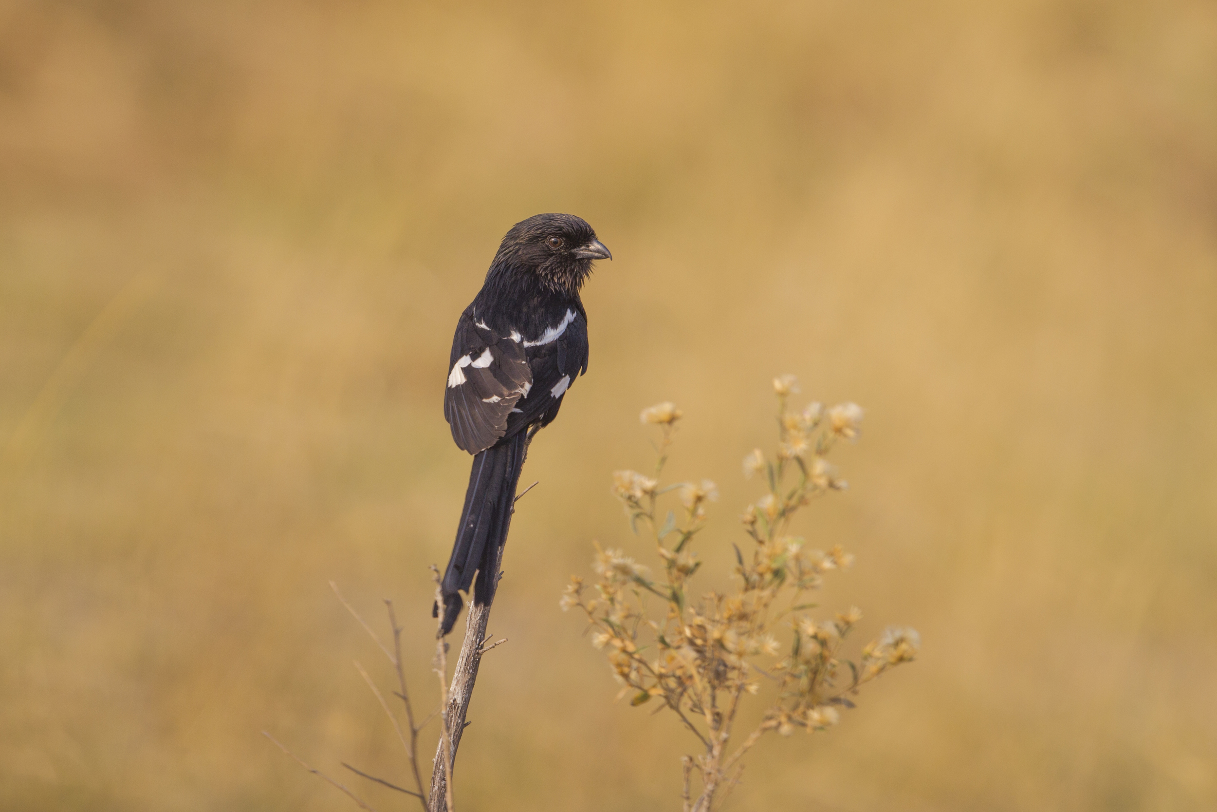  Elsterwürger   Urolestes melanoleucus    Botswana    Moremi NP    2015  