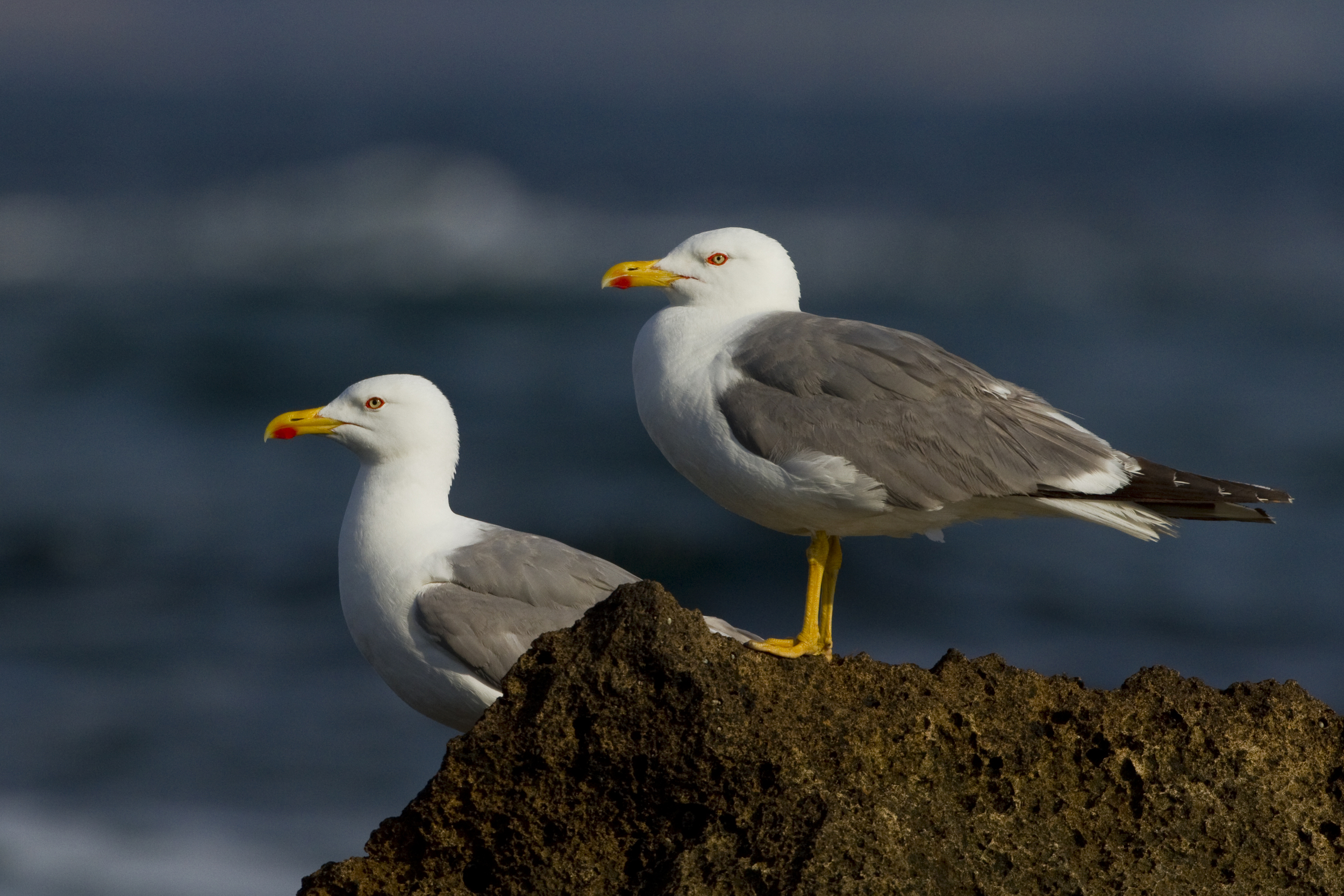  Heringsmöwe   Larus fuscus    Sardinien    2013  