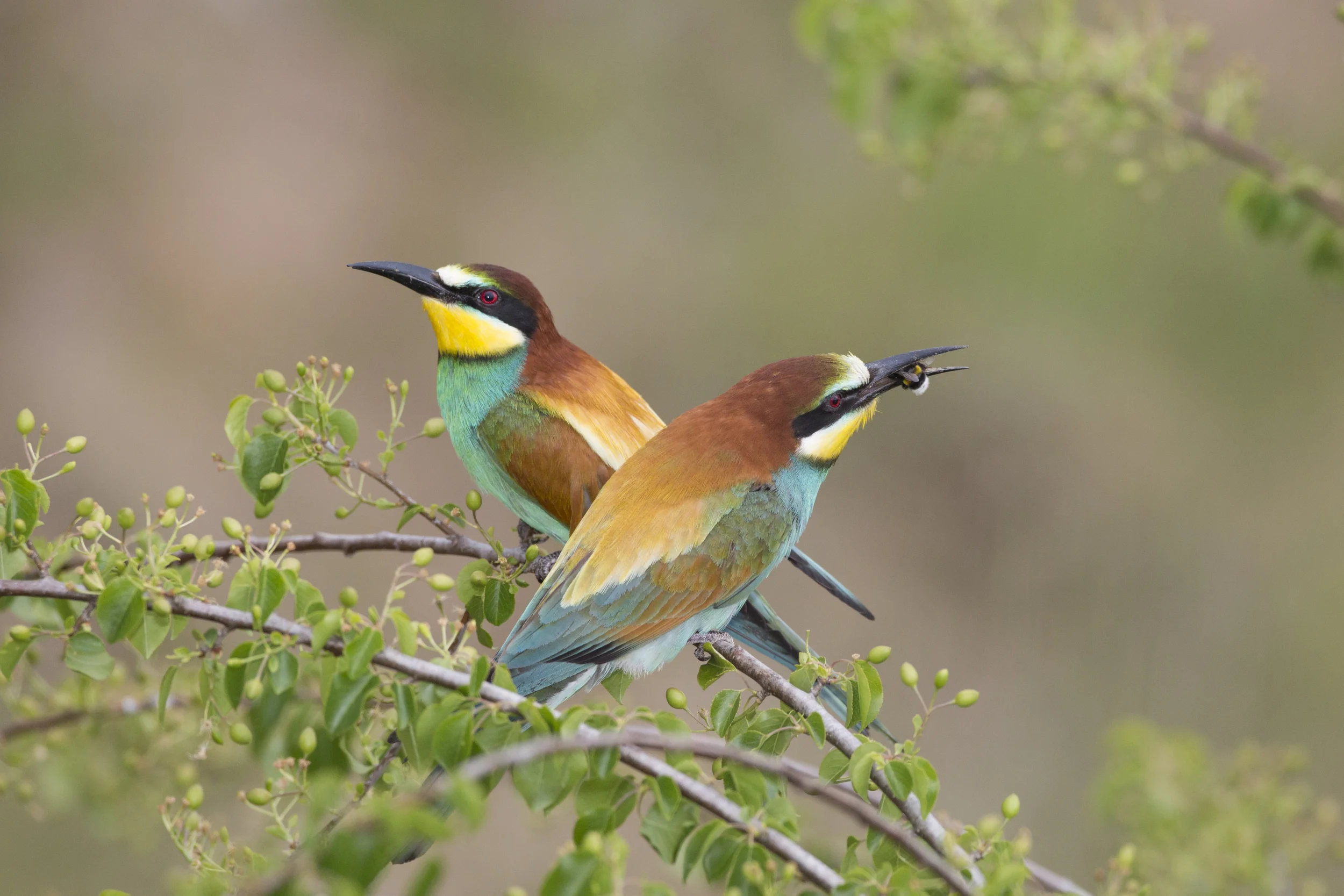 Bienenfresser Merops apiaster Sachsen-Anhalt 2015