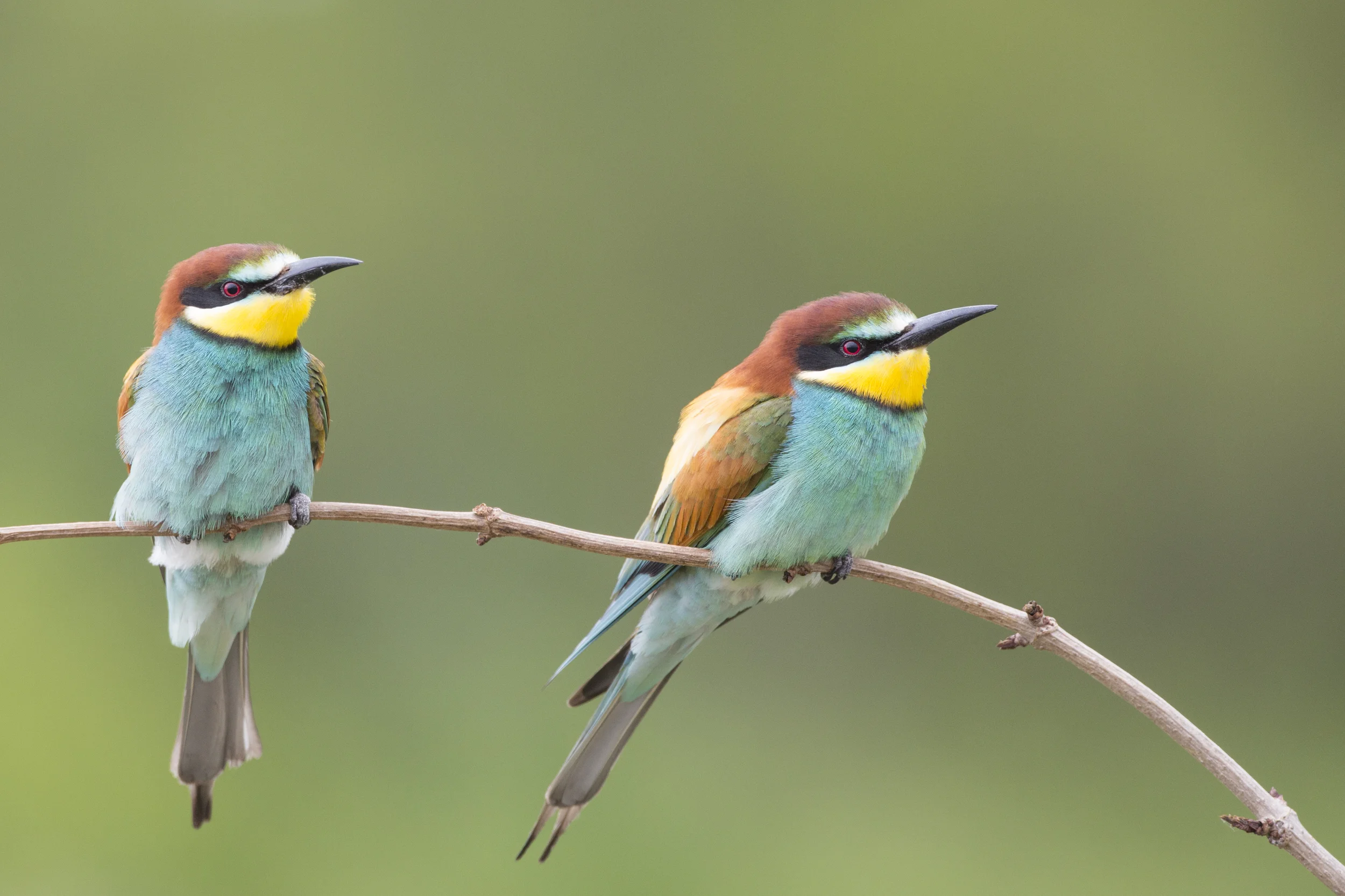 Bienenfresser Merops apiaster Sachsen-Anhalt 2015