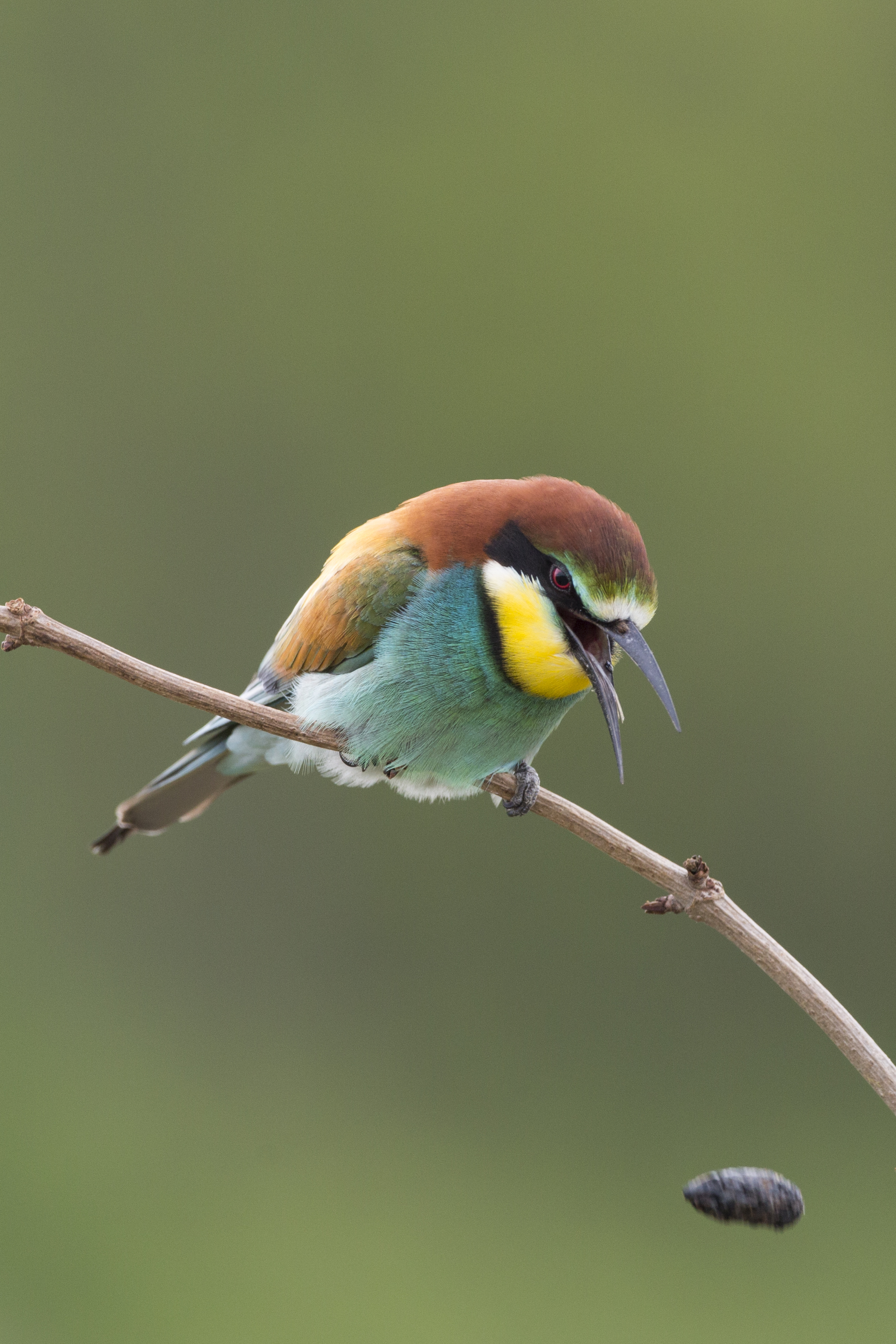  Bienenfresser   Merops apiaster    Sachsen-Anhalt    2015  