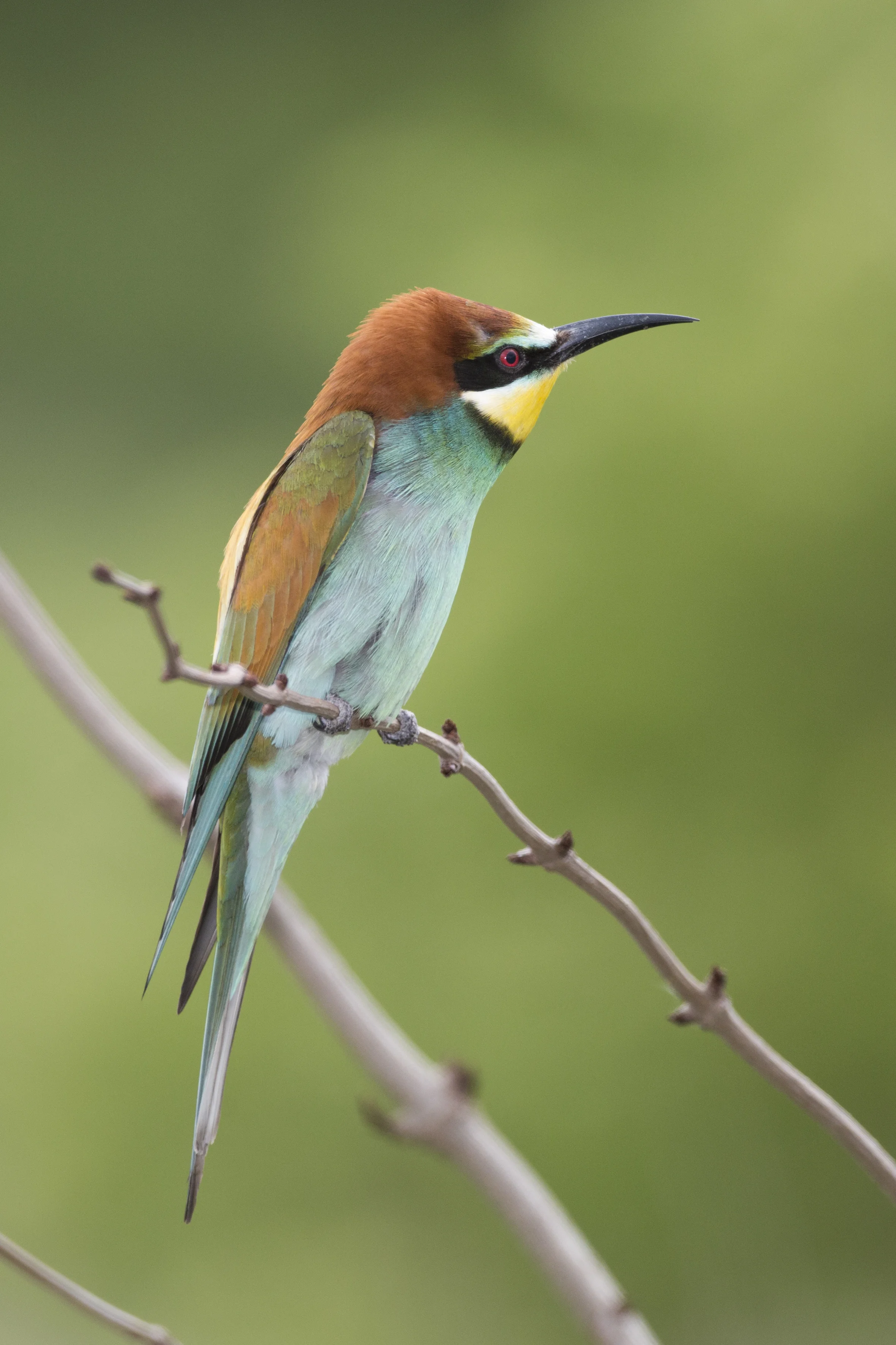 Bienenfresser Merops apiaster Sachsen-Anhalt 2015