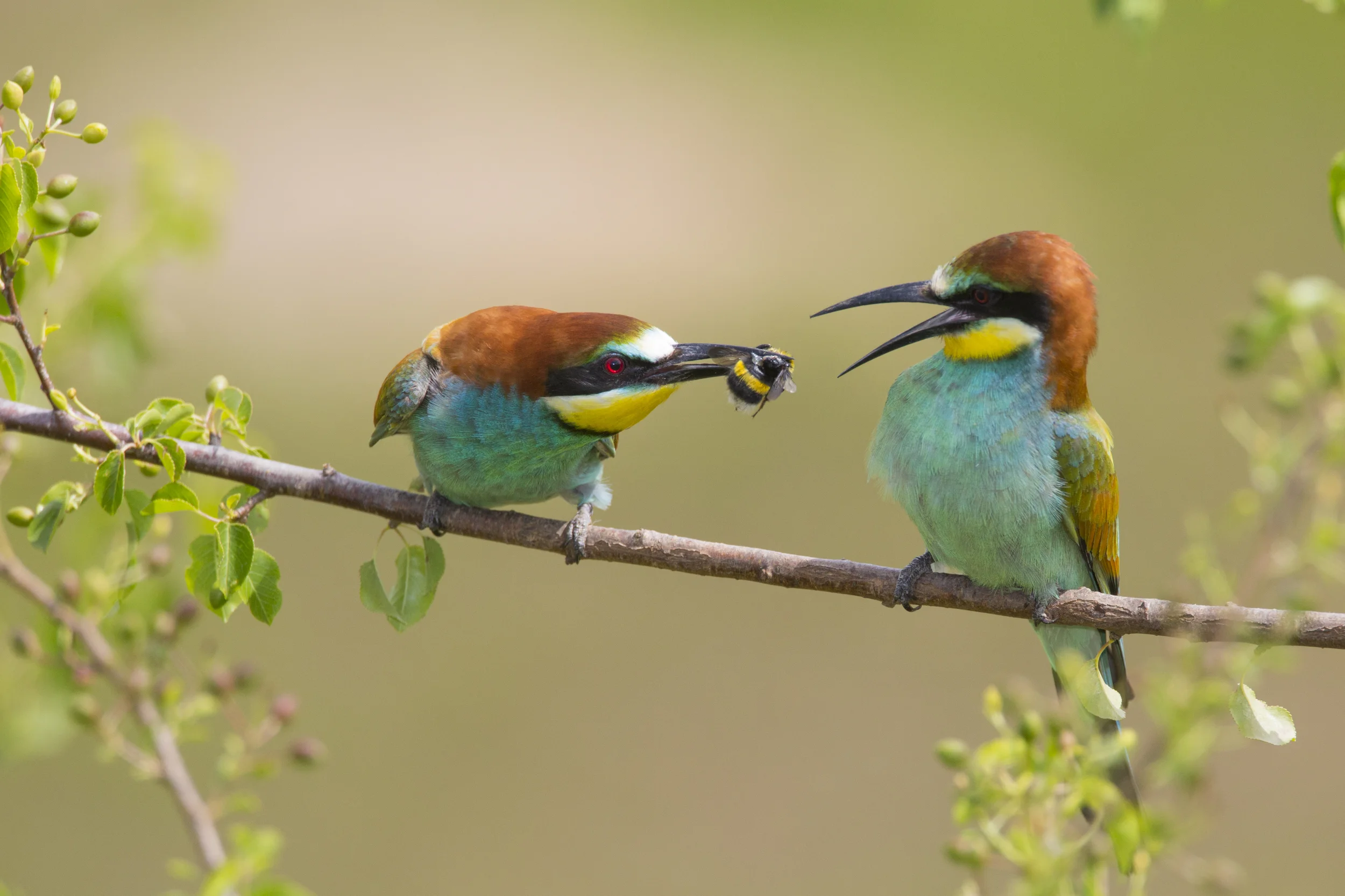  Bienenfresser   Merops apiaster    Sachsen-Anhalt    canon 5 d III    500 mm f4    2014  