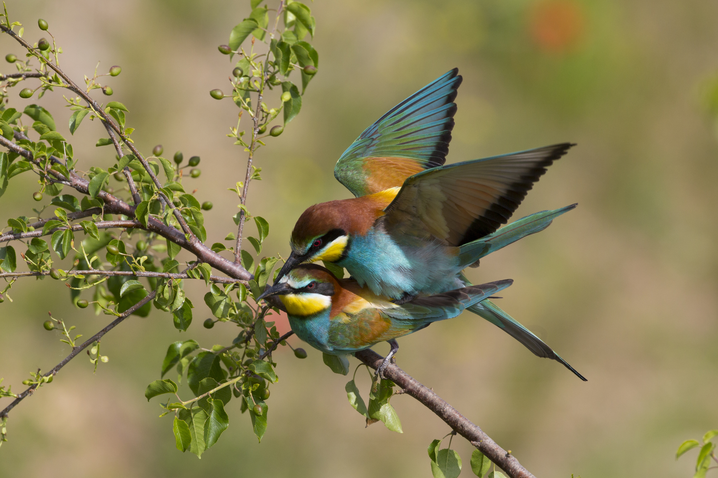  Bienenfresser   Merops apiaster    Sachsen-Anhalt    canon 5 d III    500 mm f4    2014  