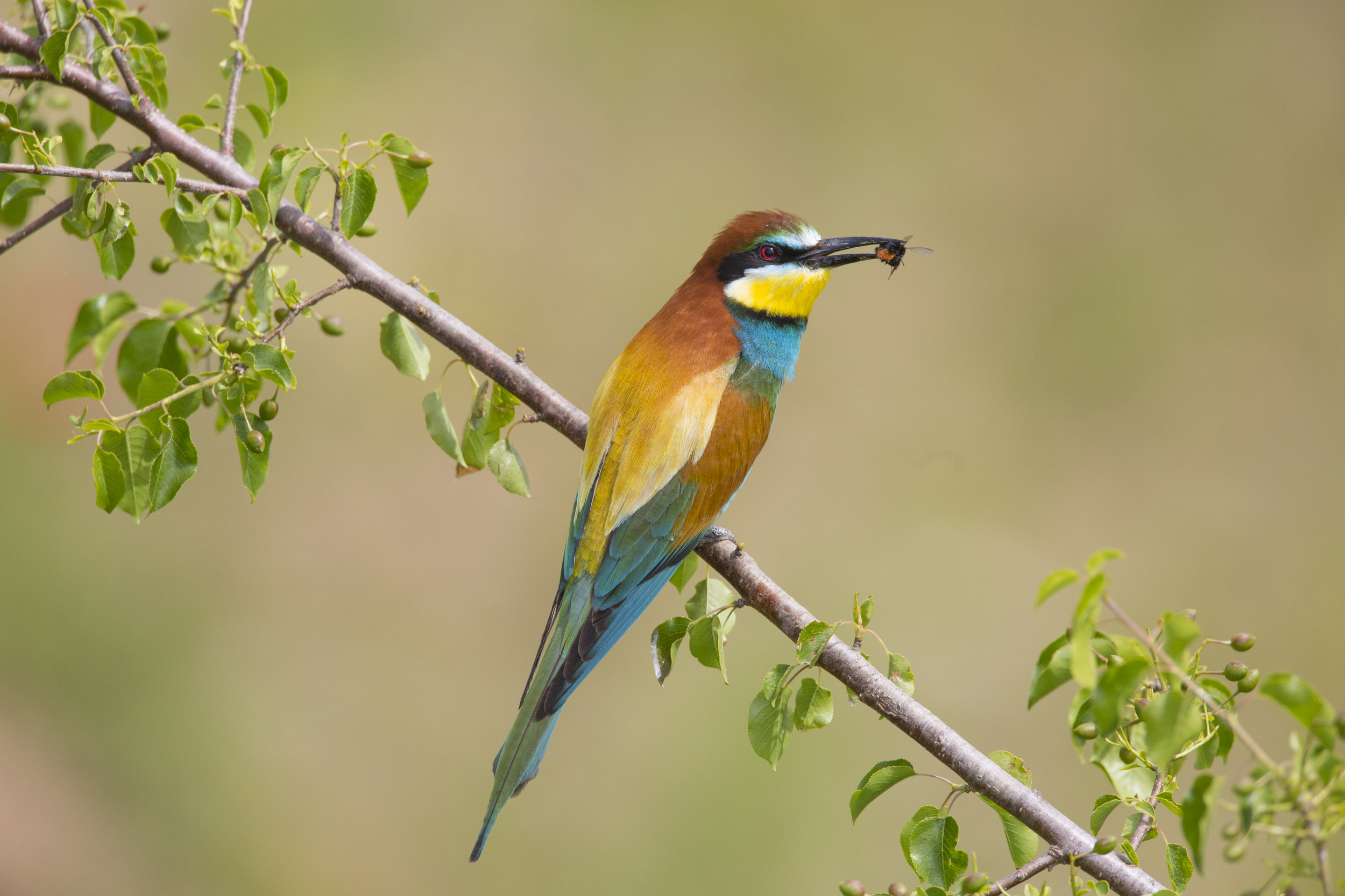  Bienenfresser   Merops apiaster    Sachsen-Anhalt    canon 5 d III    500 mm f4    2014  