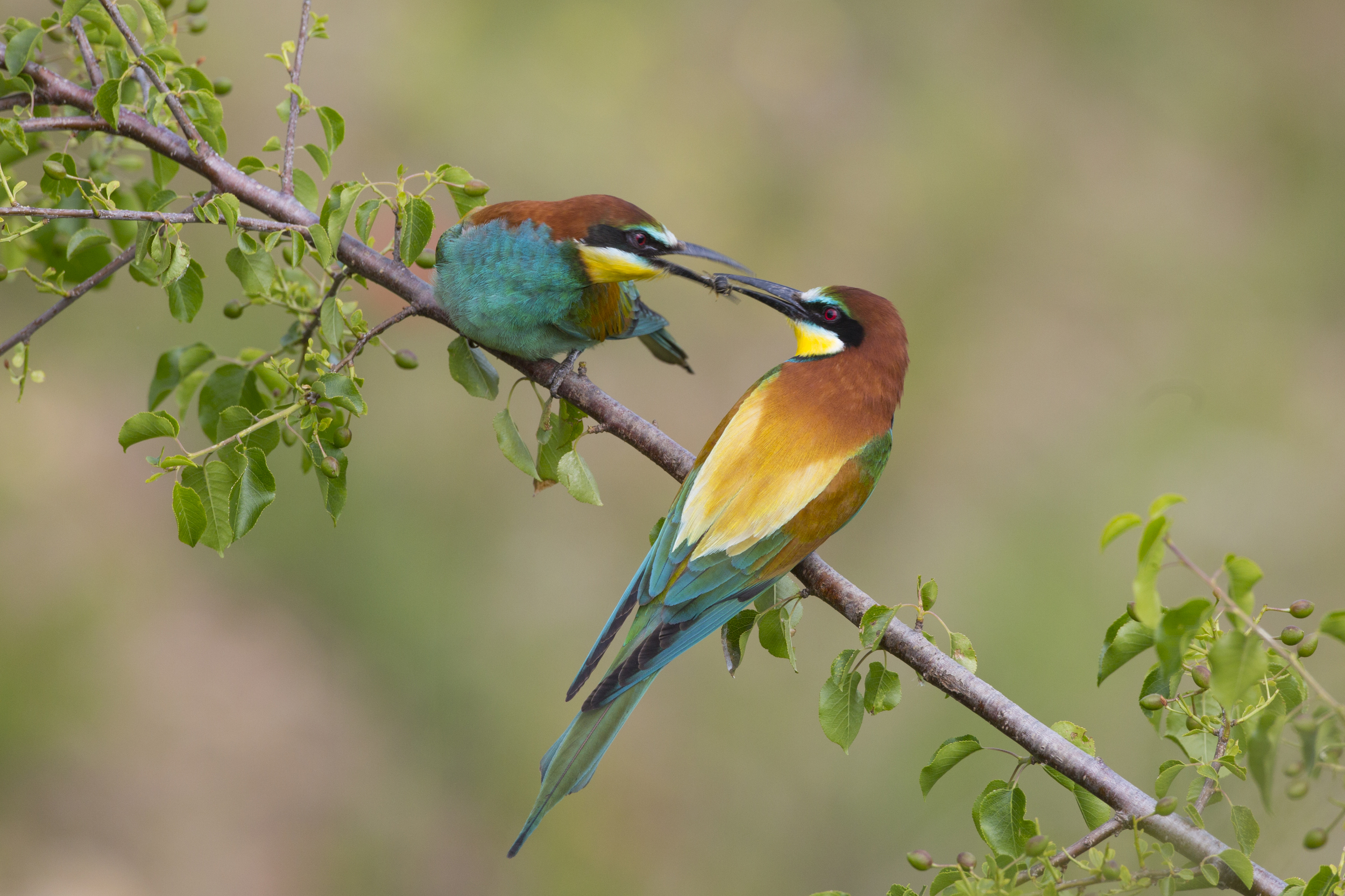  Bienenfresser   Merops apiaster    Sachsen-Anhalt    canon 5 d III    500 mm f4    2014  