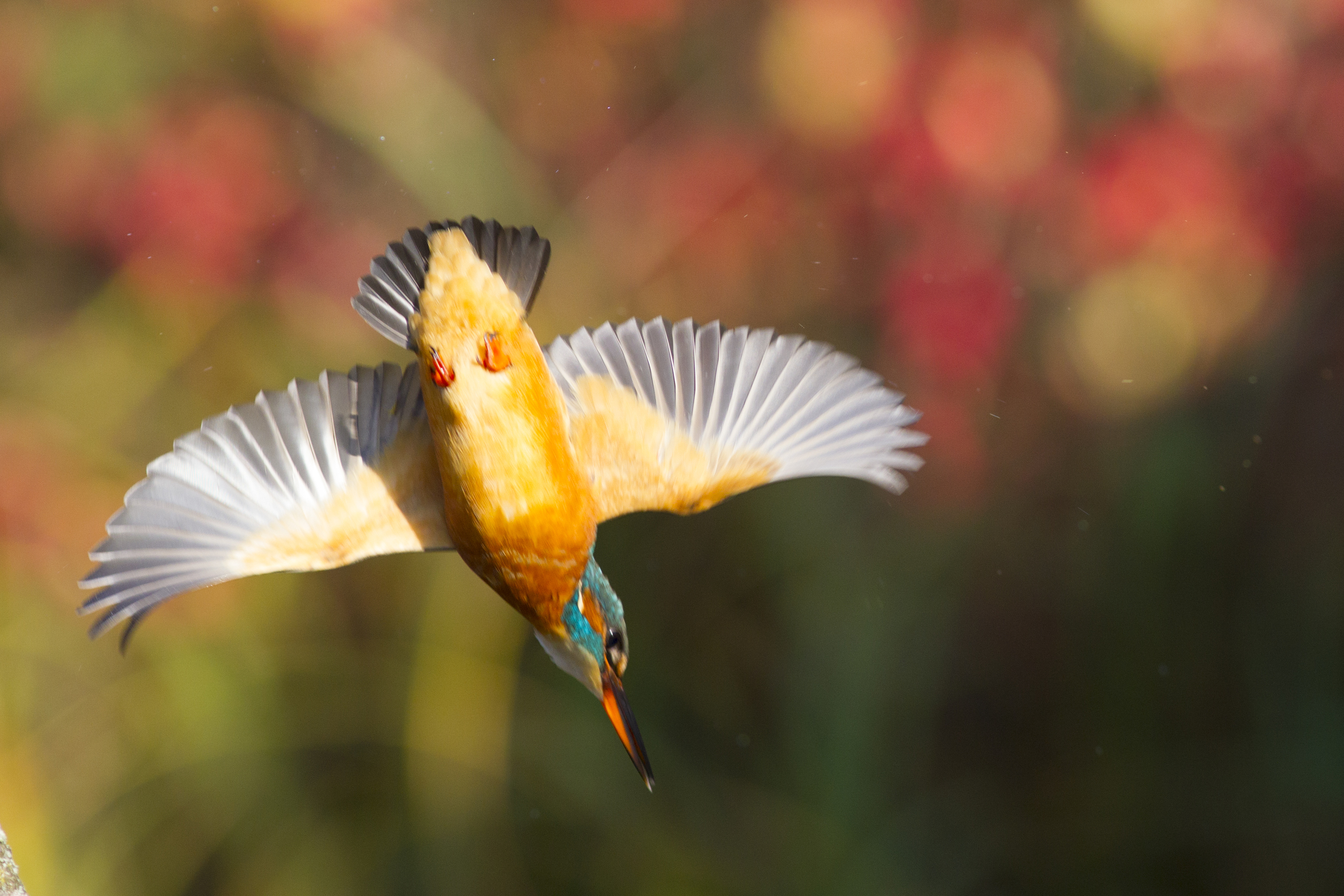  Eisvogel   Alcedo atthis    Brandenburg    Treuenbrietzen    canon 1 d IV    300 mm f4    2015  