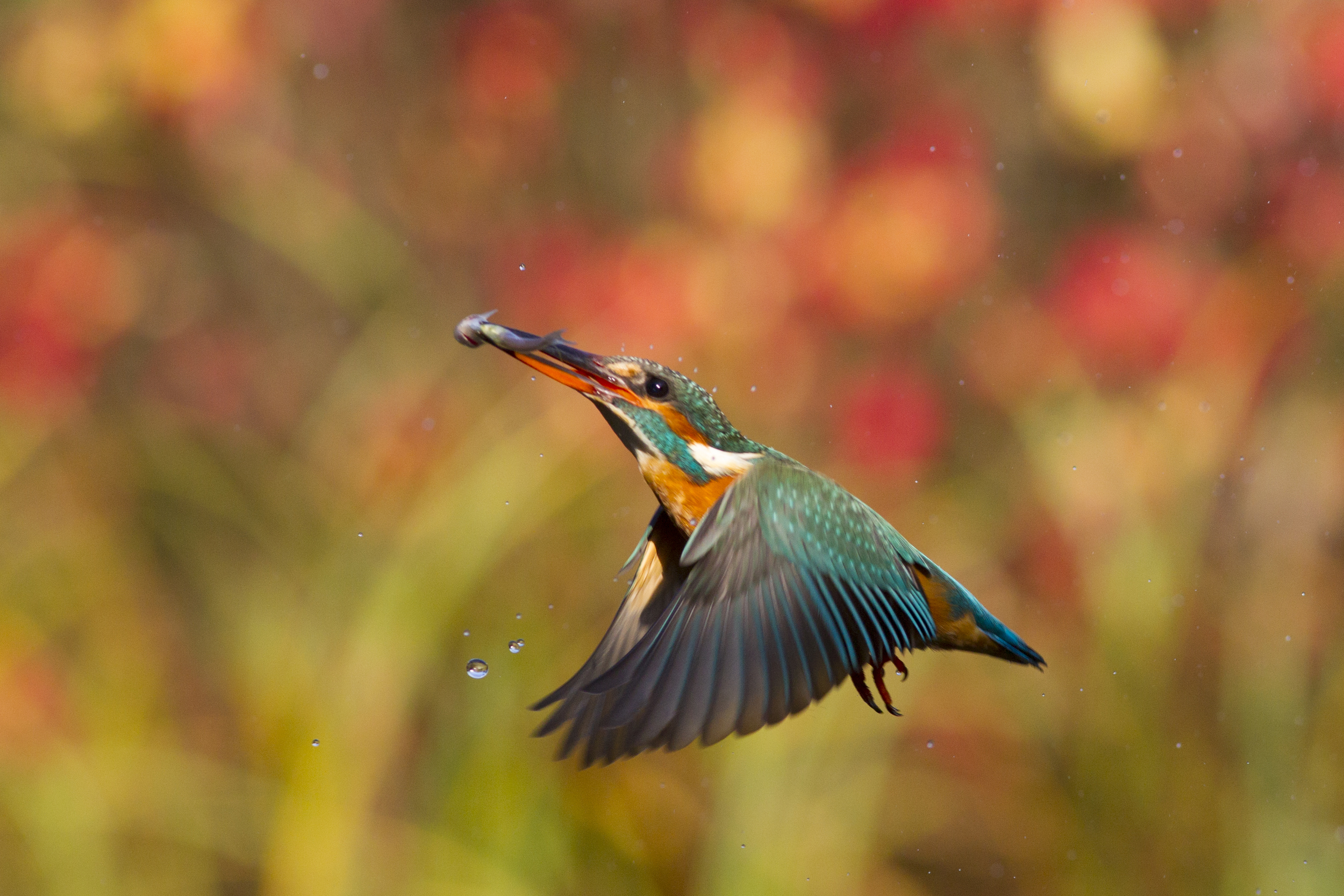 Eisvogel Alcedo atthis Brandenburg Treuenbrietzen canon 1 d IV 300 mm f4 2015