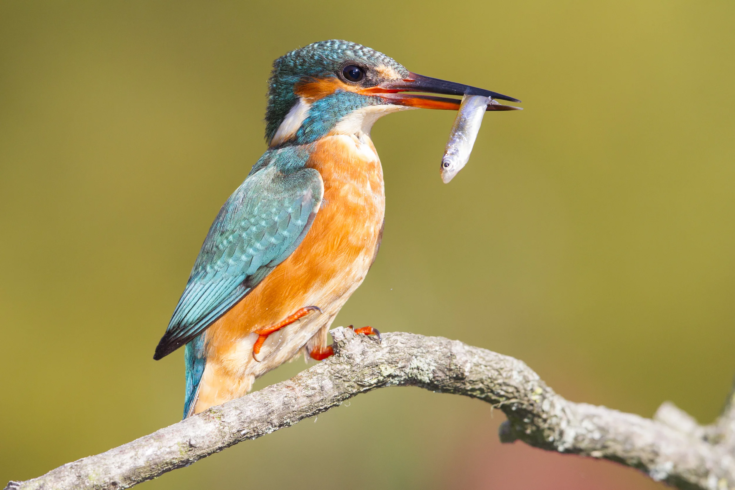 Eisvogel Alcedo atthis Brandenburg Treuenbrietzen canon 1 d IV 500 mm f4 2015