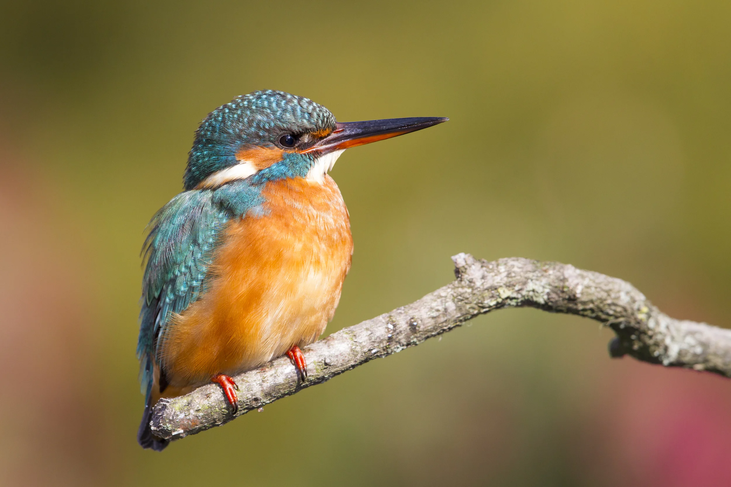 Eisvogel Alcedo atthis Brandenburg Treuenbrietzen canon 1 d IV 500 mm f4 2015