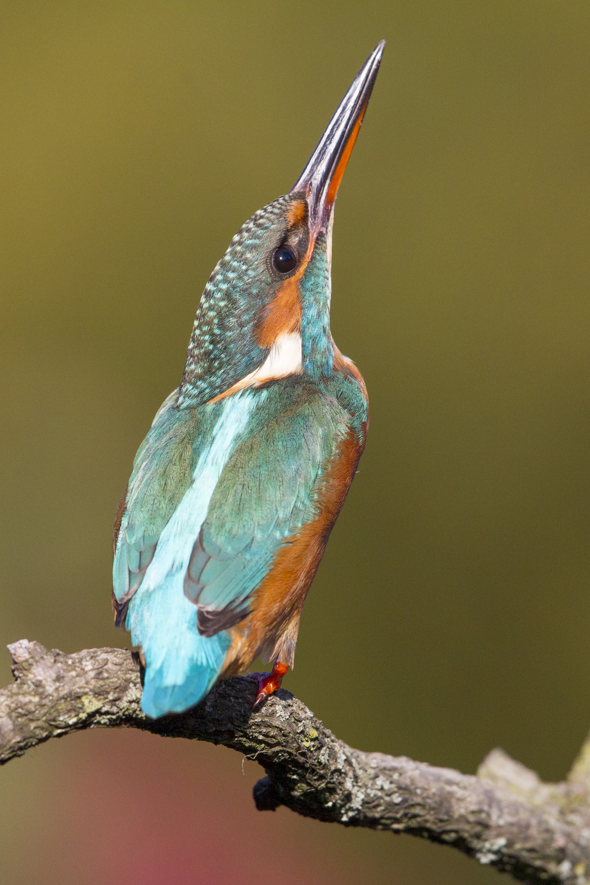  Eisvogel   Alcedo atthis    Brandenburg    Treuenbrietzen    canon 1 d IV    500 mm f4    2015  