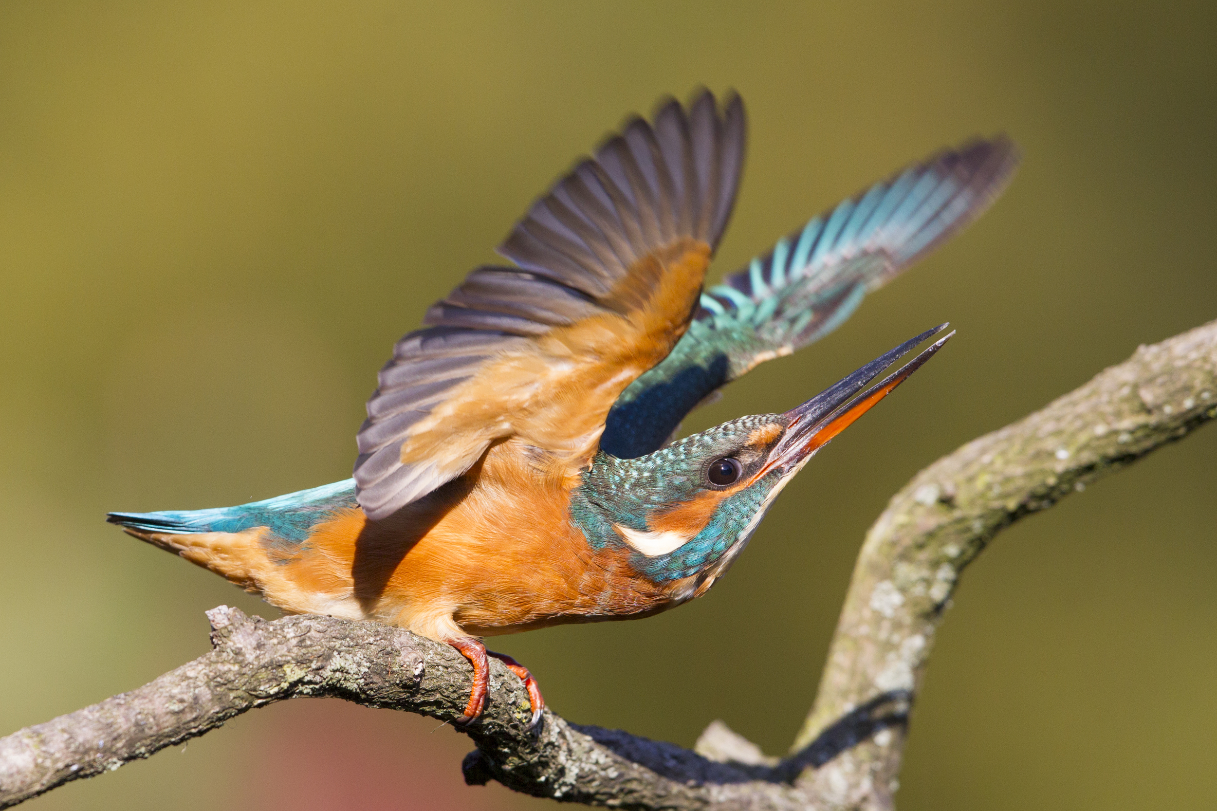  Eisvogel   Alcedo atthis    Brandenburg    Treuenbrietzen    canon 1 d IV    500 mm f4    2015  