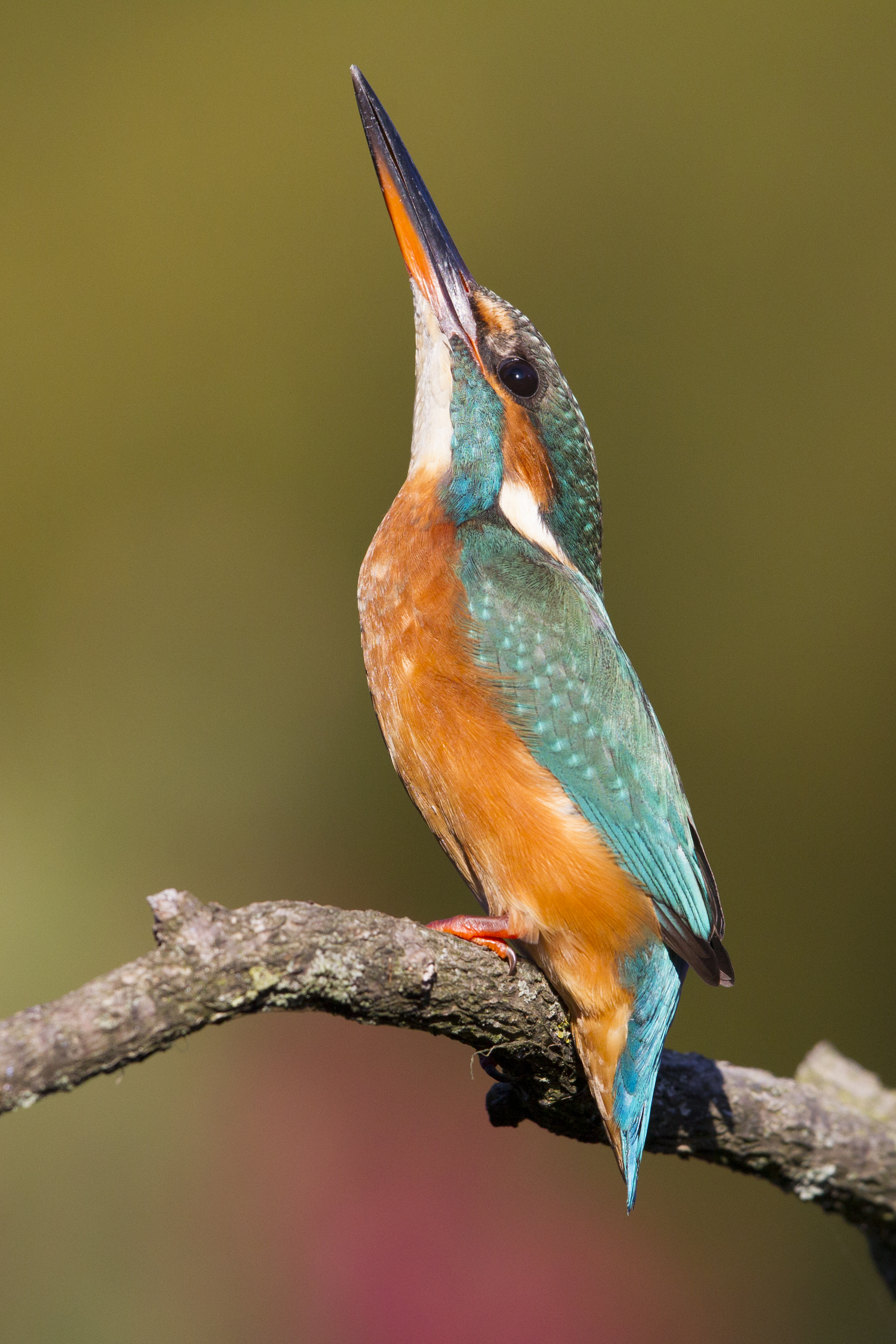  Eisvogel   Alcedo atthis    Brandenburg    Treuenbrietzen    canon 1 d IV    500 mm f4    2015  