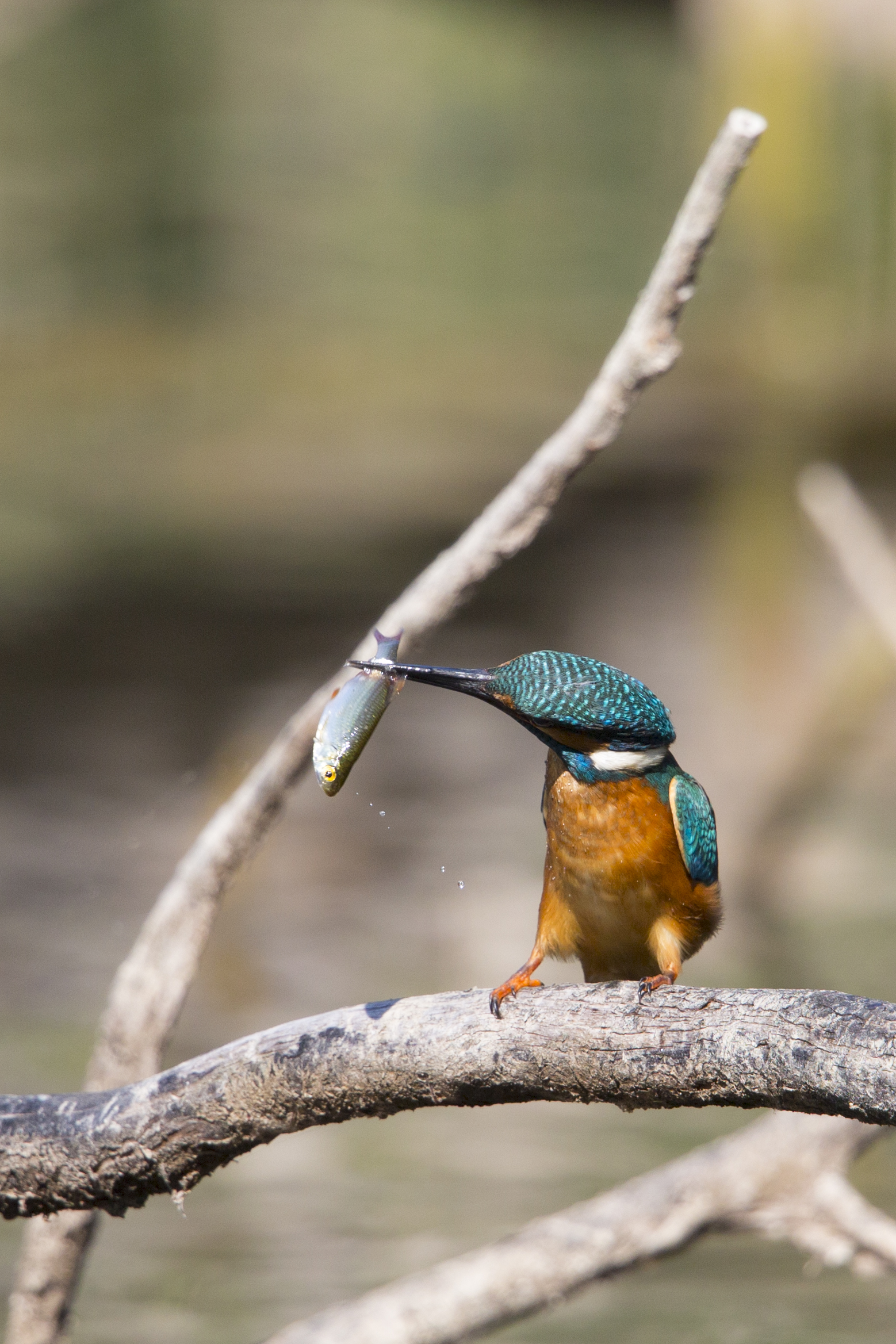  Eisvogel   Alcedo atthis    Brandenburg    Treuenbrietzen    canon 1 d IV    1,4 Konverter    500 mm f4    2015  