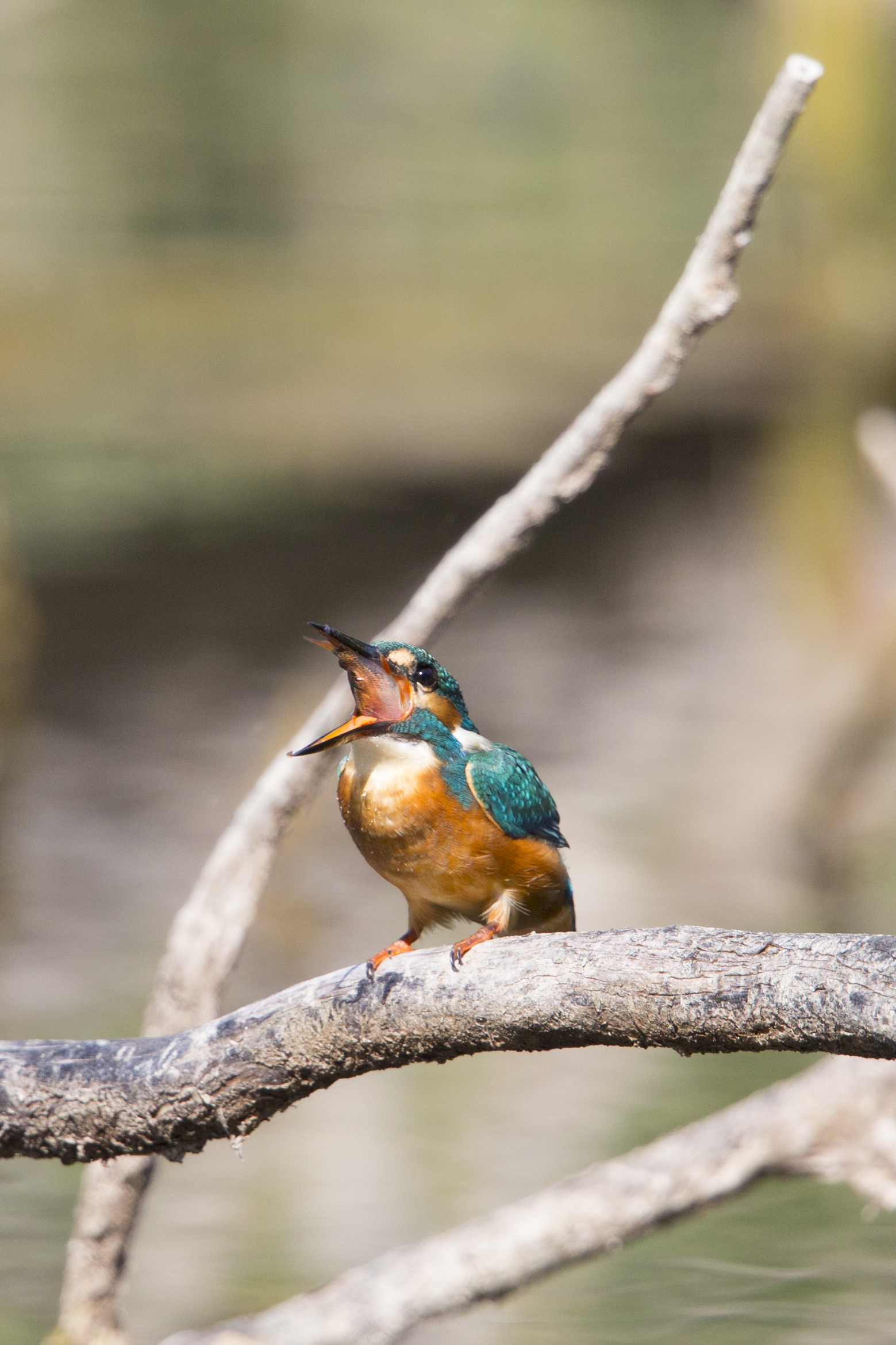  Eisvogel   Alcedo atthis    Brandenburg    Treuenbrietzen    canon 1 d IV    1,4 Konverter    500 mm f4    2015  