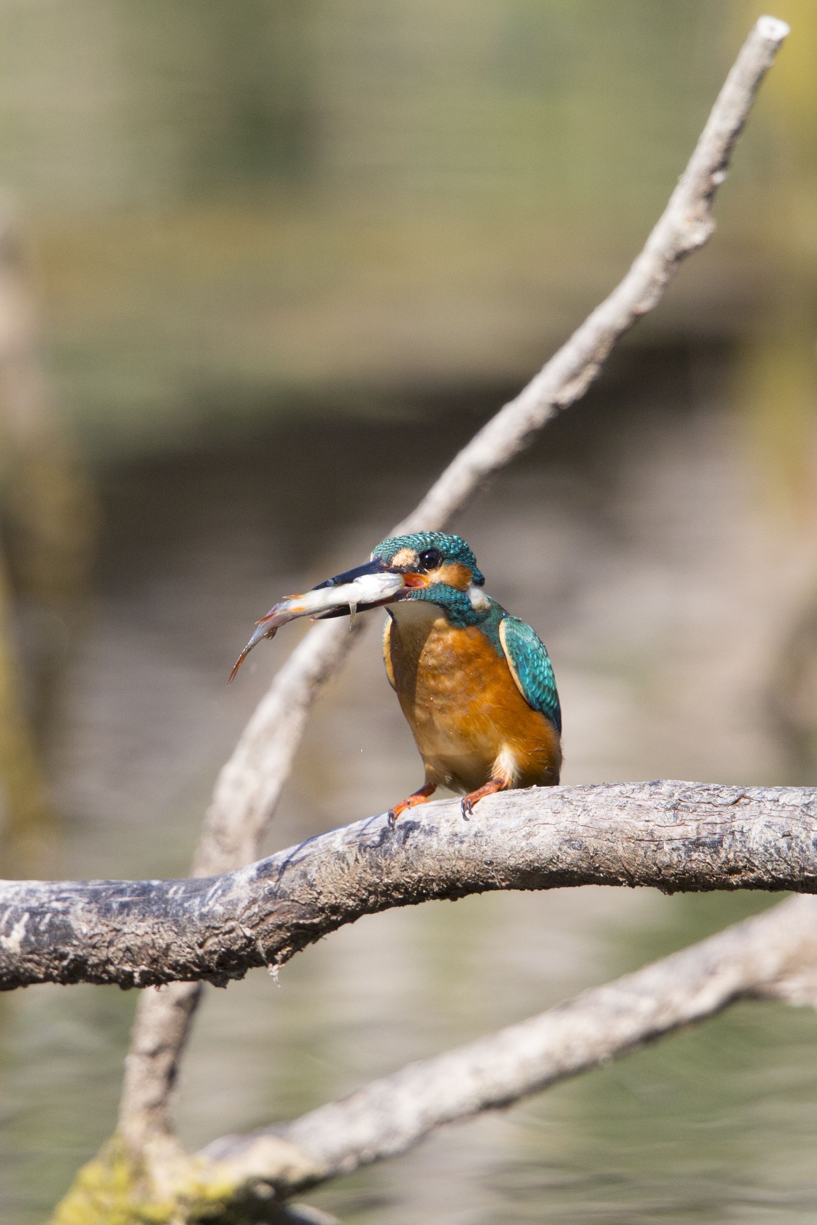  Eisvogel   Alcedo atthis    Brandenburg    Treuenbrietzen    canon 1 d IV    1,4 Konverter    500 mm f4    2015  