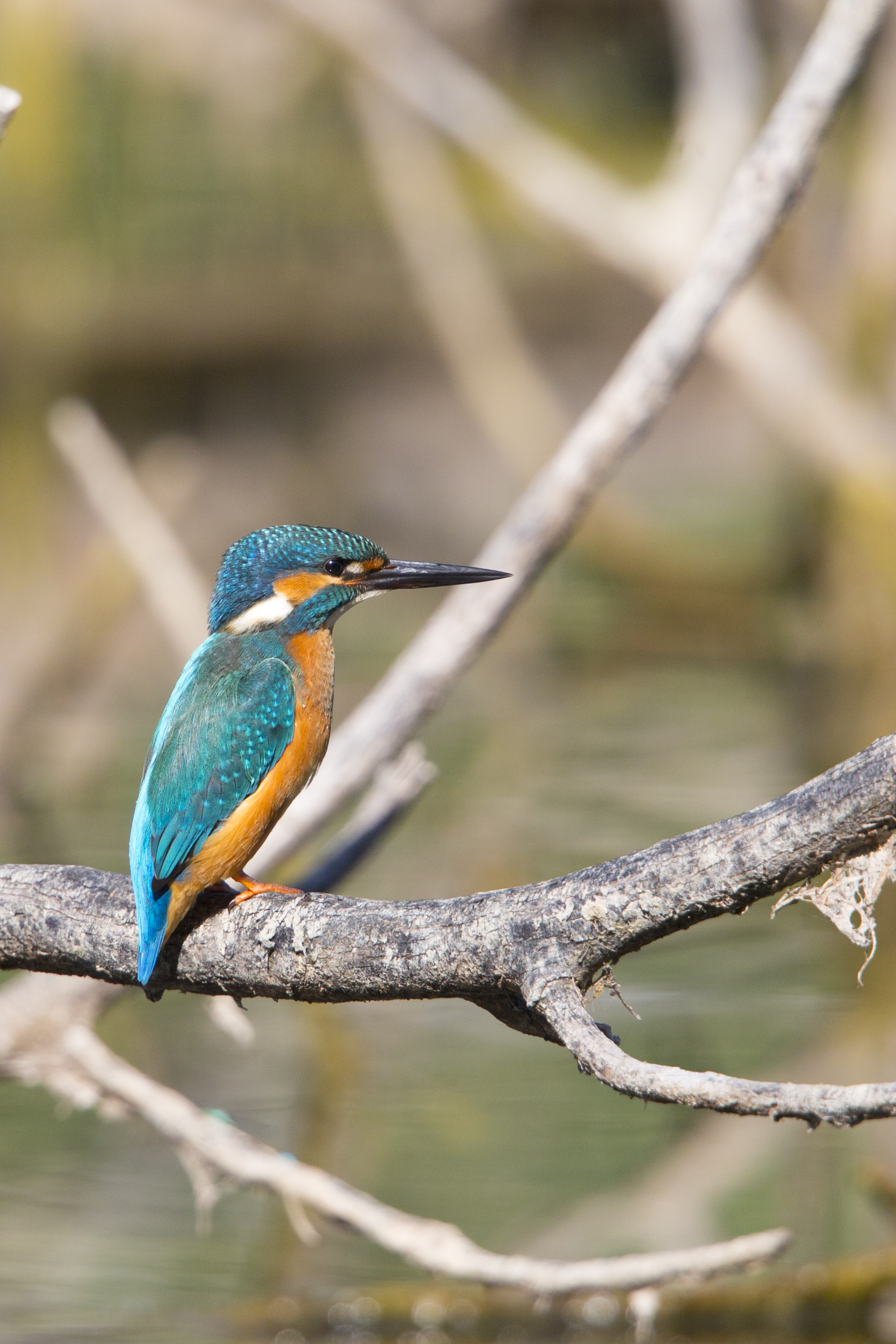  Eisvogel   Alcedo atthis    Brandenburg    Treuenbrietzen    canon 1 d IV    1,4 Konverter    500 mm f4    2015  