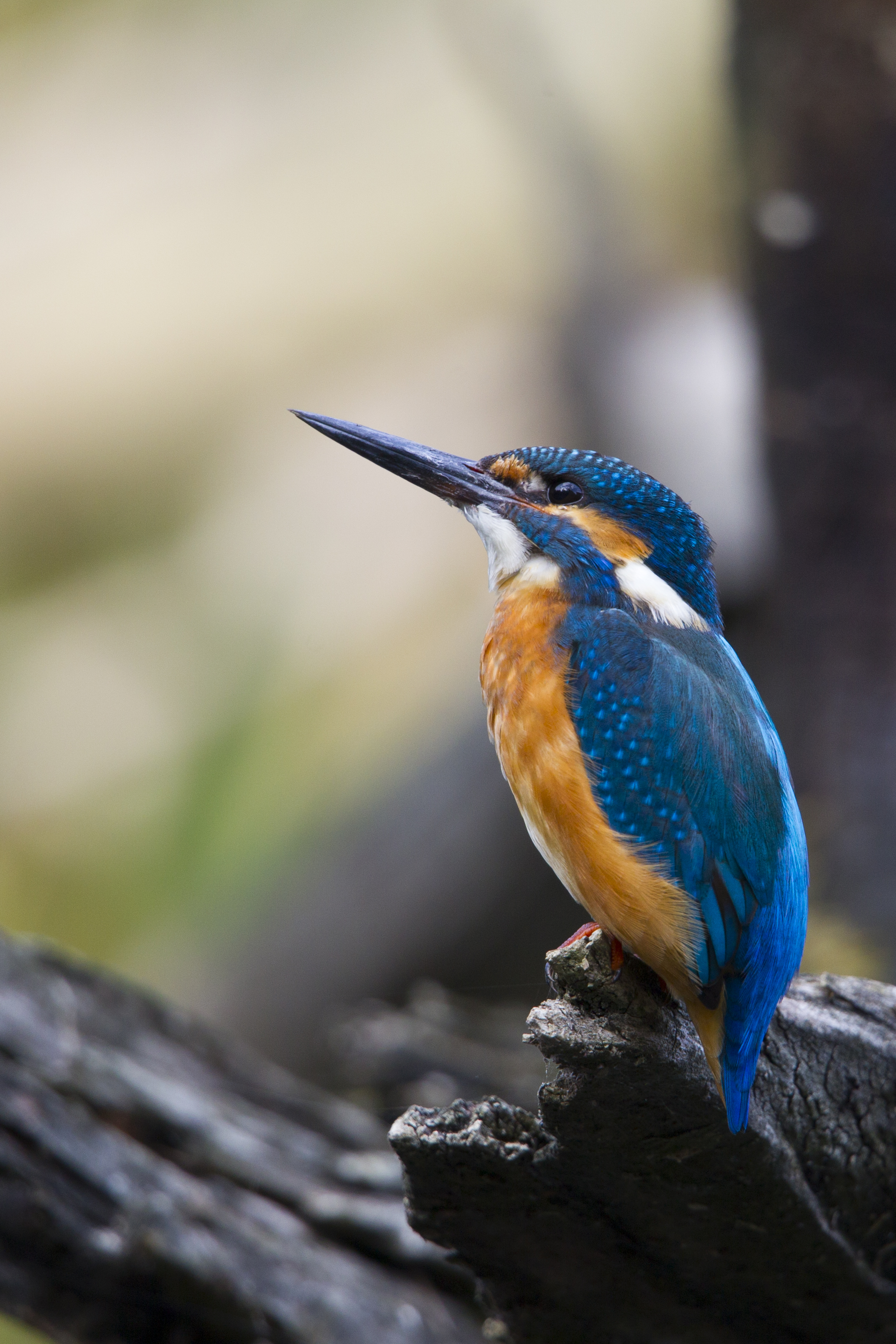  Eisvogel   Alcedo atthis    Brandenburg    Treuenbrietzen    canon 1 d IV    500 mm f4    2015  