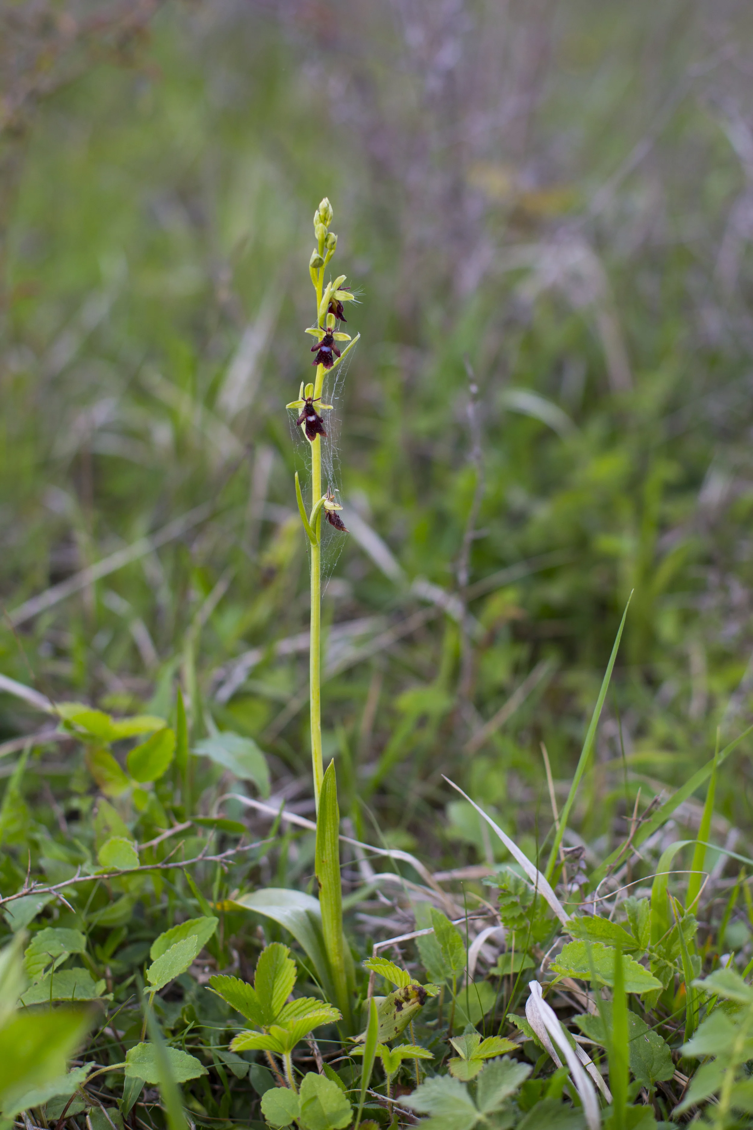  Fliegen-Ragwurz   Ophrys insectifera    Sachsen Anhalt    2014     