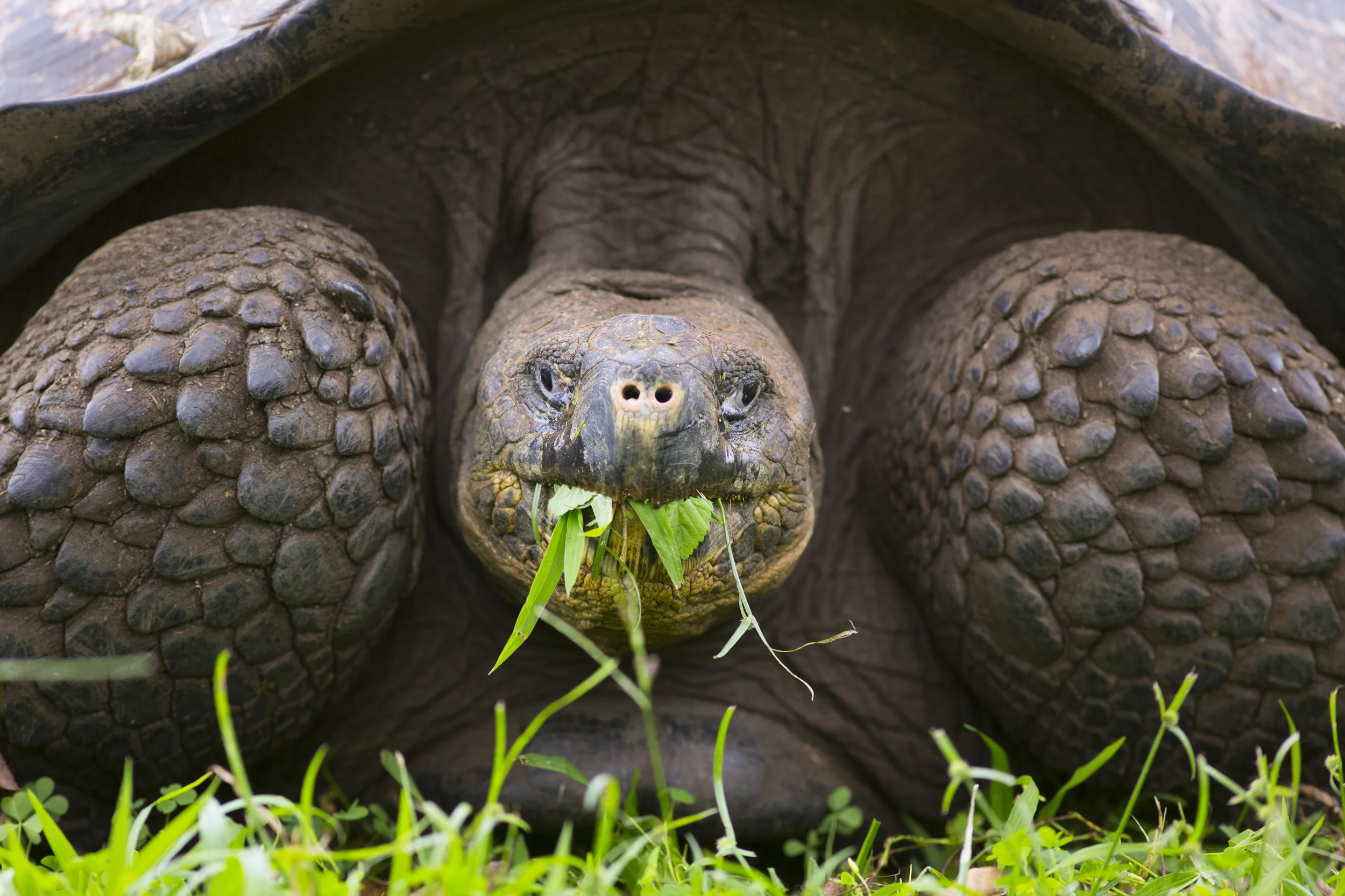 Elefantenschildkröte Cheonoidis nigra porten Galapagos Santa Cruz 2014