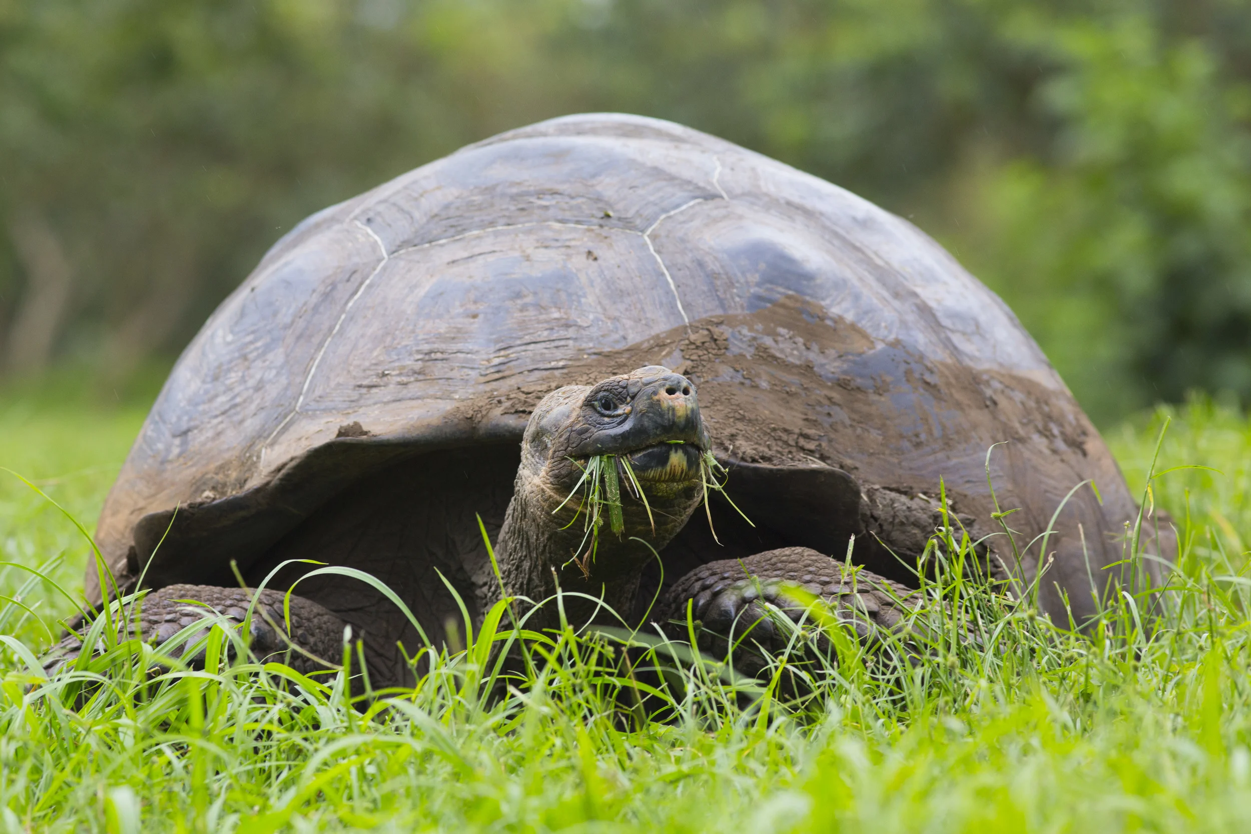 Elefantenschildkröte Cheonoidis nigra porten Galapagos Santa Cruz 2014