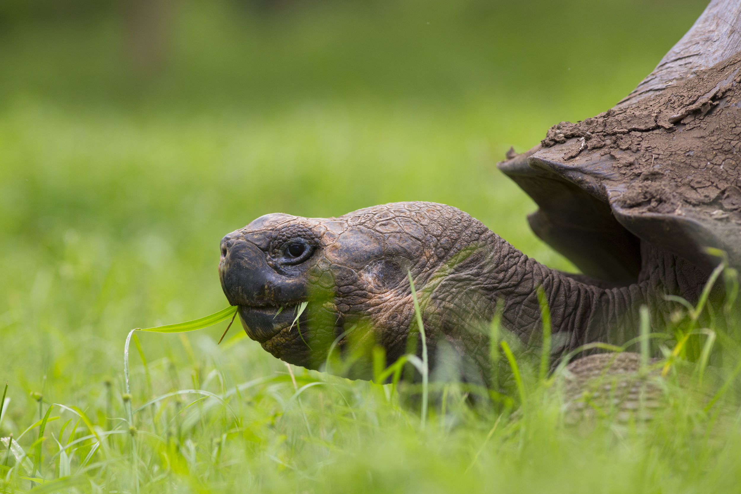  Elefantenschildkröte  Cheonoidis nigra porten  Galapagos  Santa Cruz  2014 