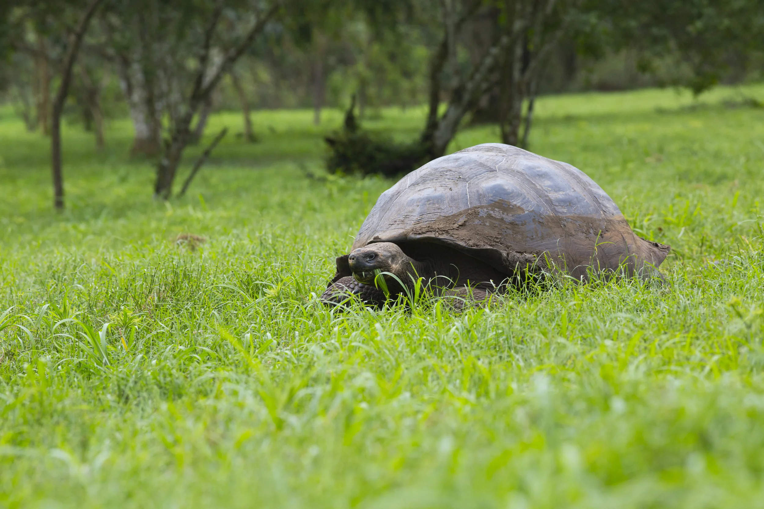 Elefantenschildkröte Cheonoidis nigra porten Galapagos Santa Cruz 2014
