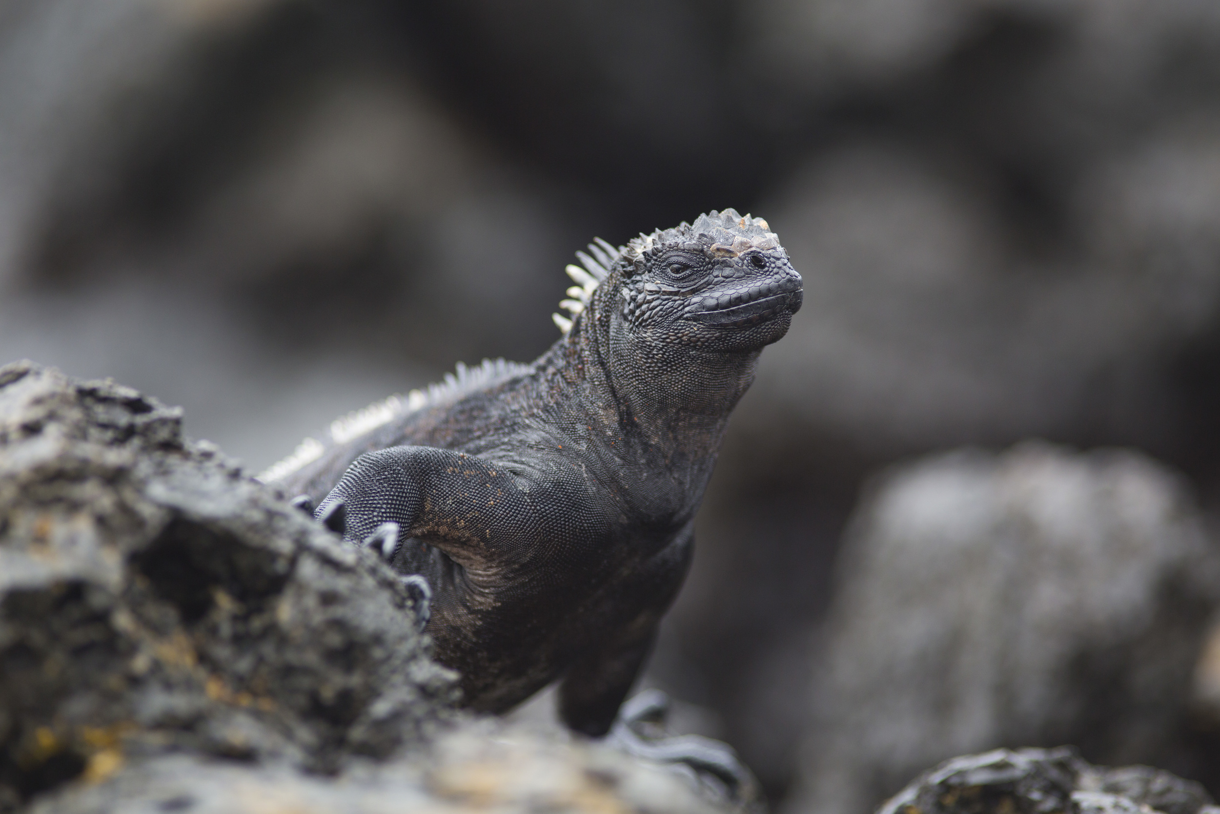  Meerechse   Amblyrhynchus cristatus    Ecuador, Galapagos    Floreana    2014  