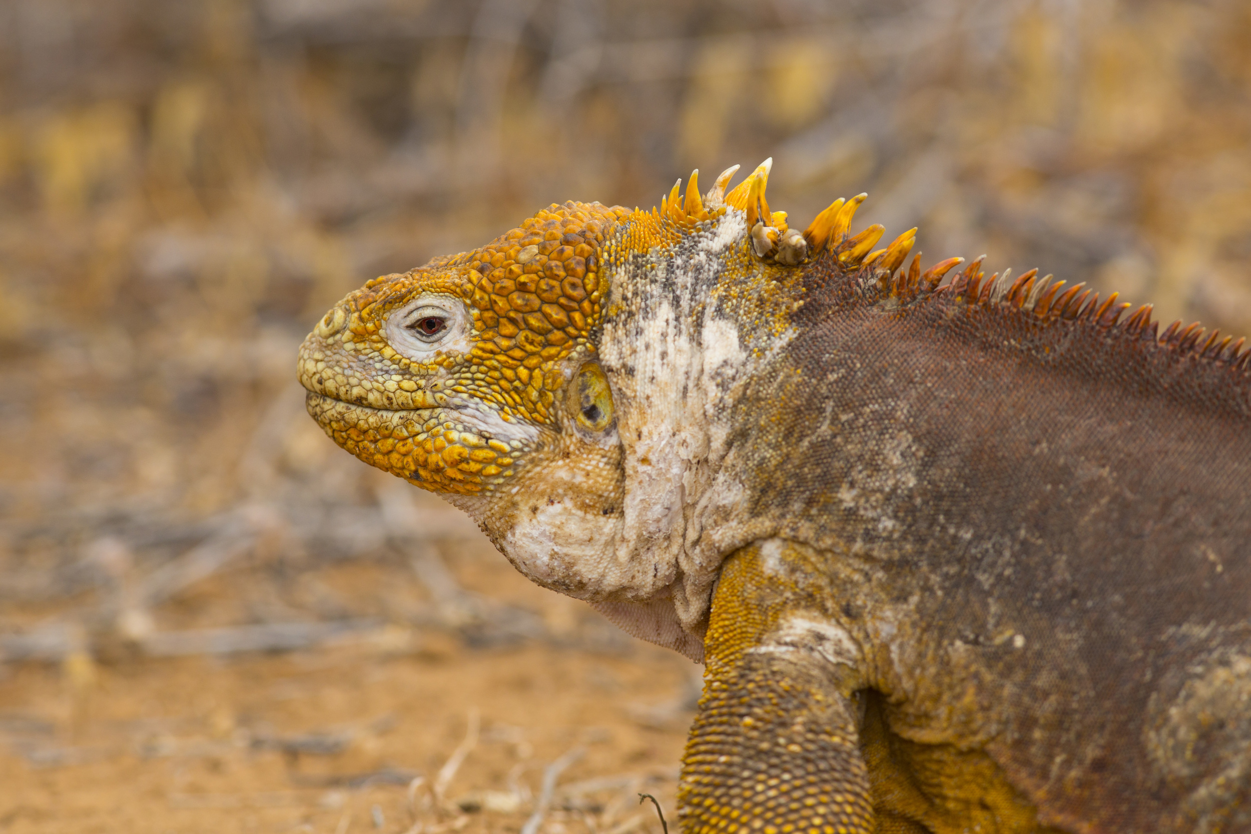  Drusenkopf   Conolophus subcristatus    Galapagos    Santa Cruz    2014  