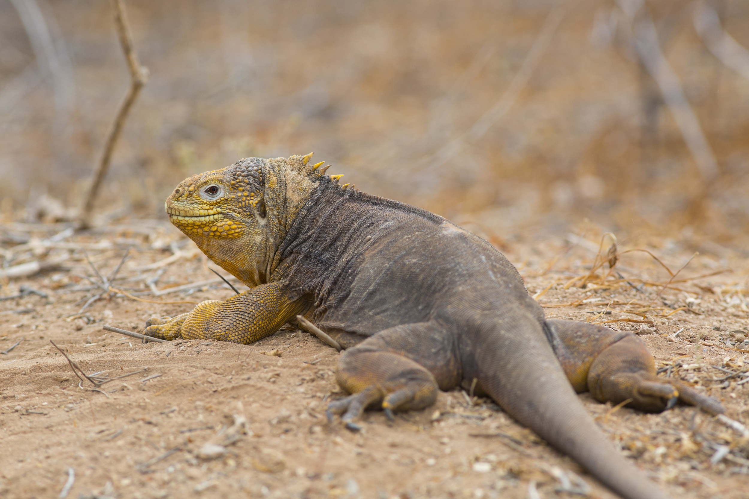  Drusenkopf   Conolophus subcristatus    Galapagos    Santa Cruz    2014  