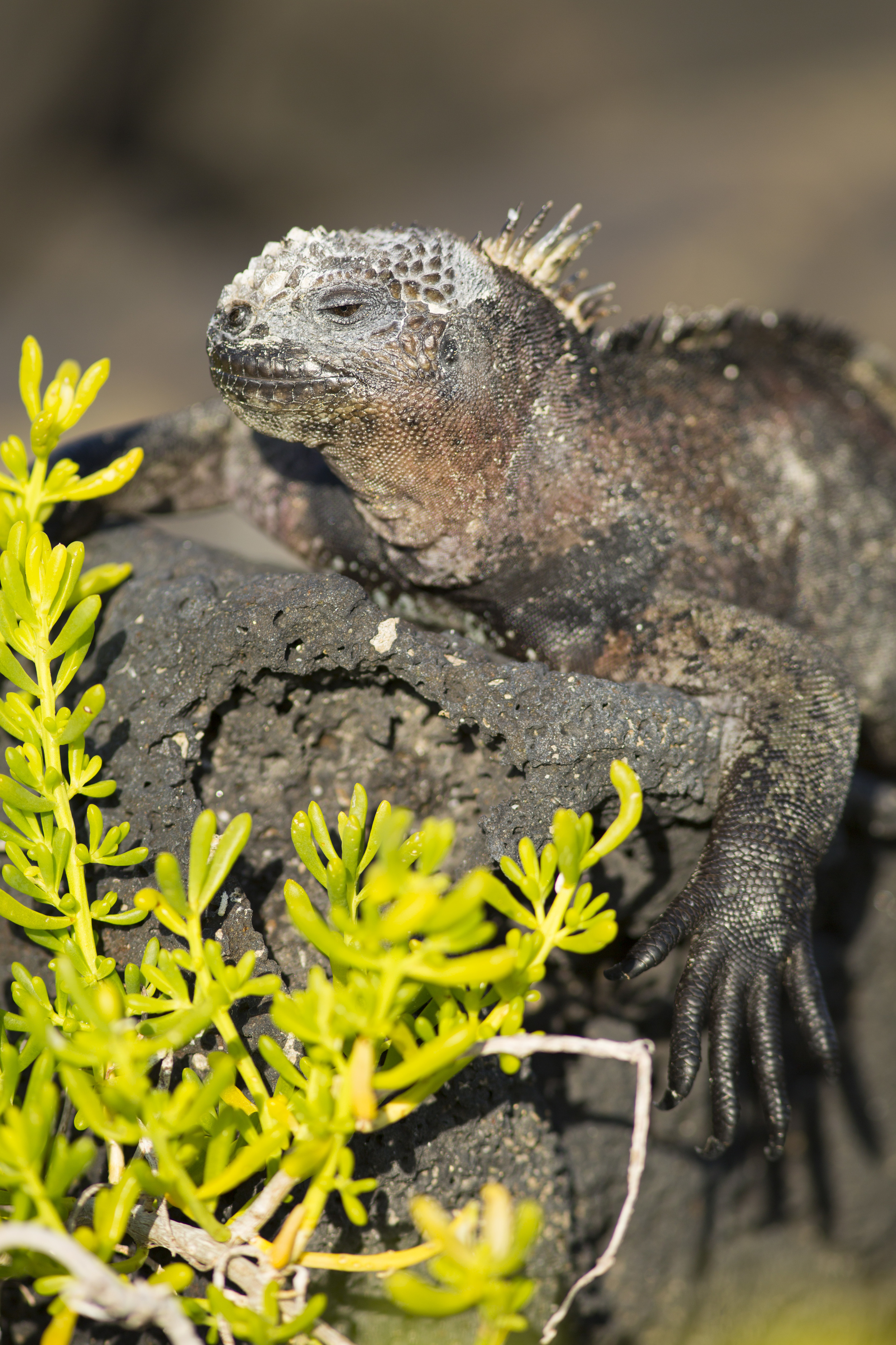  Meerechse   Amblyrhynchus cristatus    Ecuador, Galapagos    Floreana    2014  