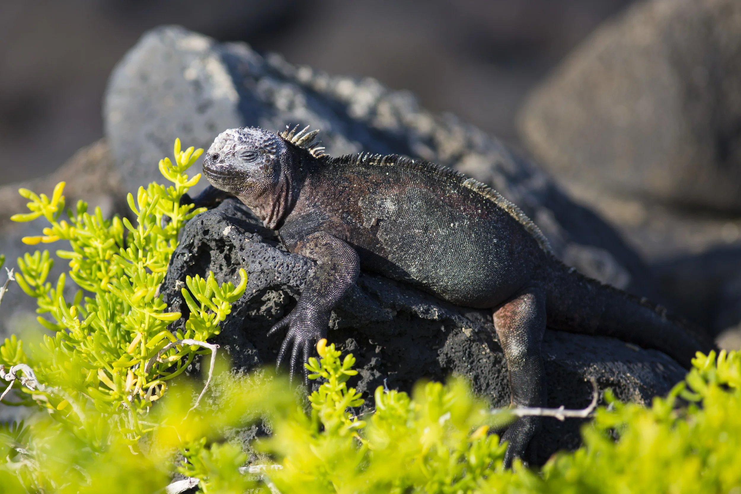 Meerechse Amblyrhynchus cristatus Ecuador, Galapagos Floreana 2014
