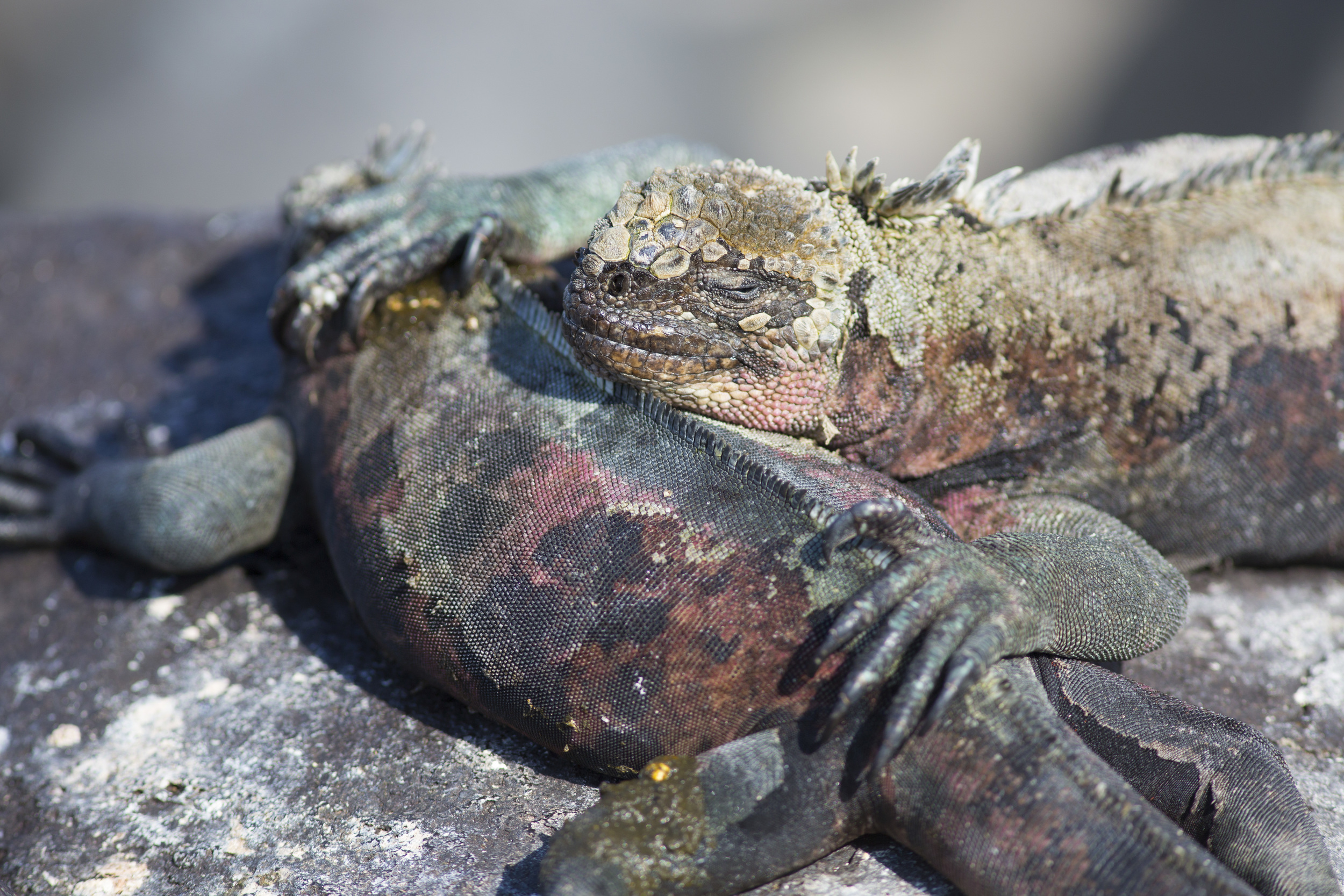  Meerechse   Amblyrhynchus cristatus    Ecuador, Galapagos    Espanola    2014  