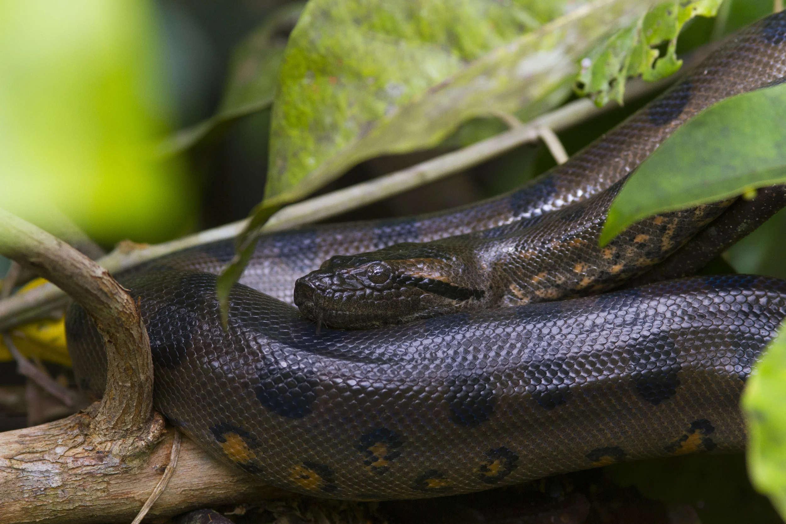Große Anakonda Eunectes murinus Ecuador Cuyabeno NP 2014