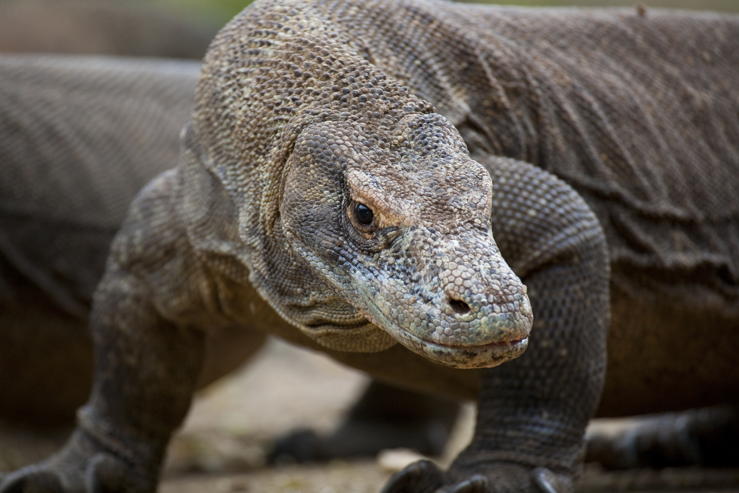  Komodowaran   Varanus komodoensis    Indonesien, Rinca    2010  