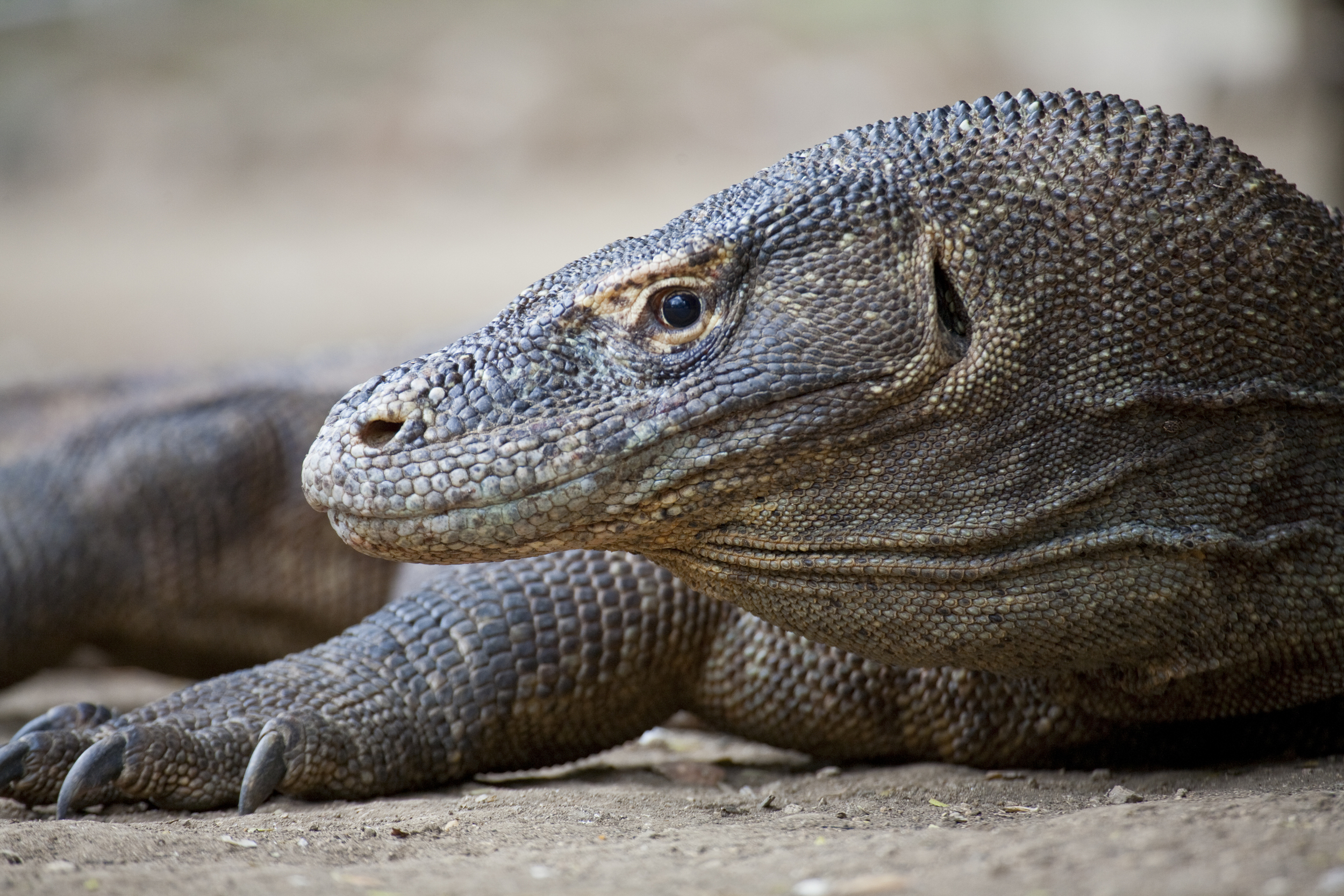  Komodowaran   Varanus komodoensis    Indonesien, Rinca    2010  