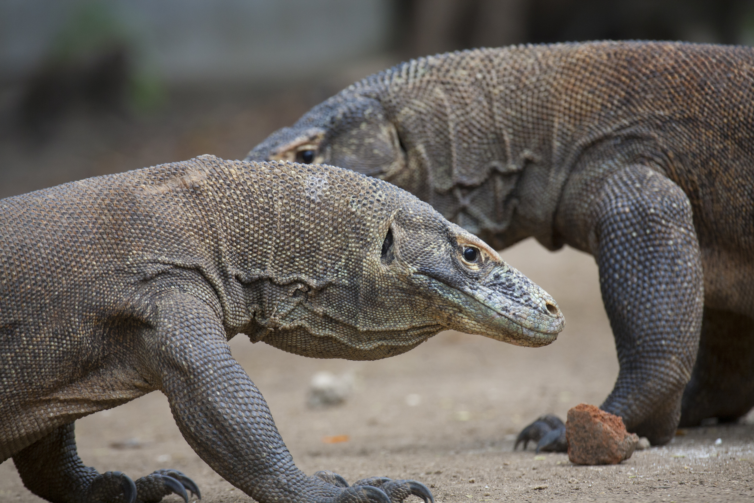  Komodowaran   Varanus komodoensis    Indonesien, Rinca    2010  