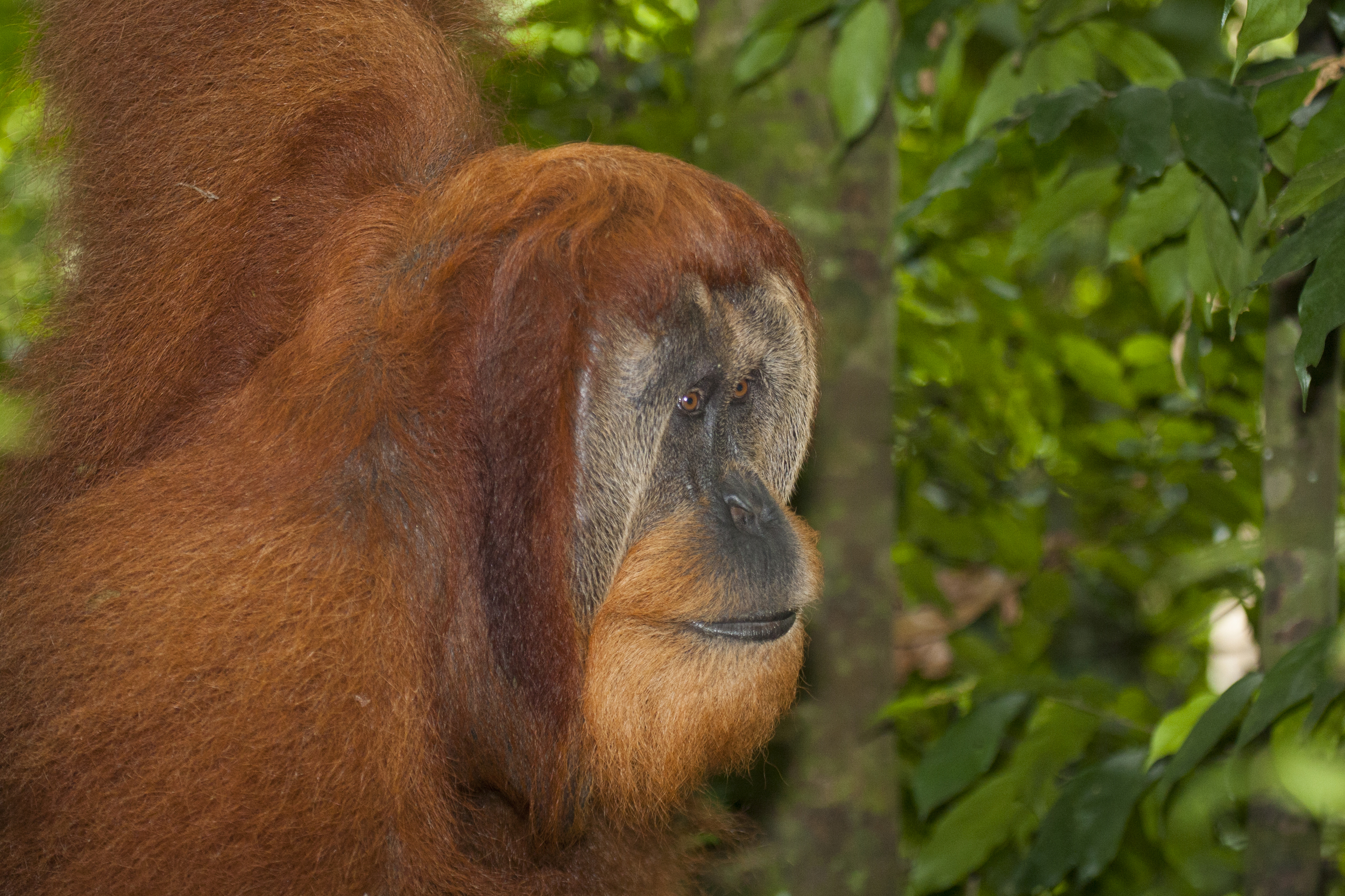  Orang utan  Pongo abelii  Sumatra  Gunung Leuser  10.06.2010 