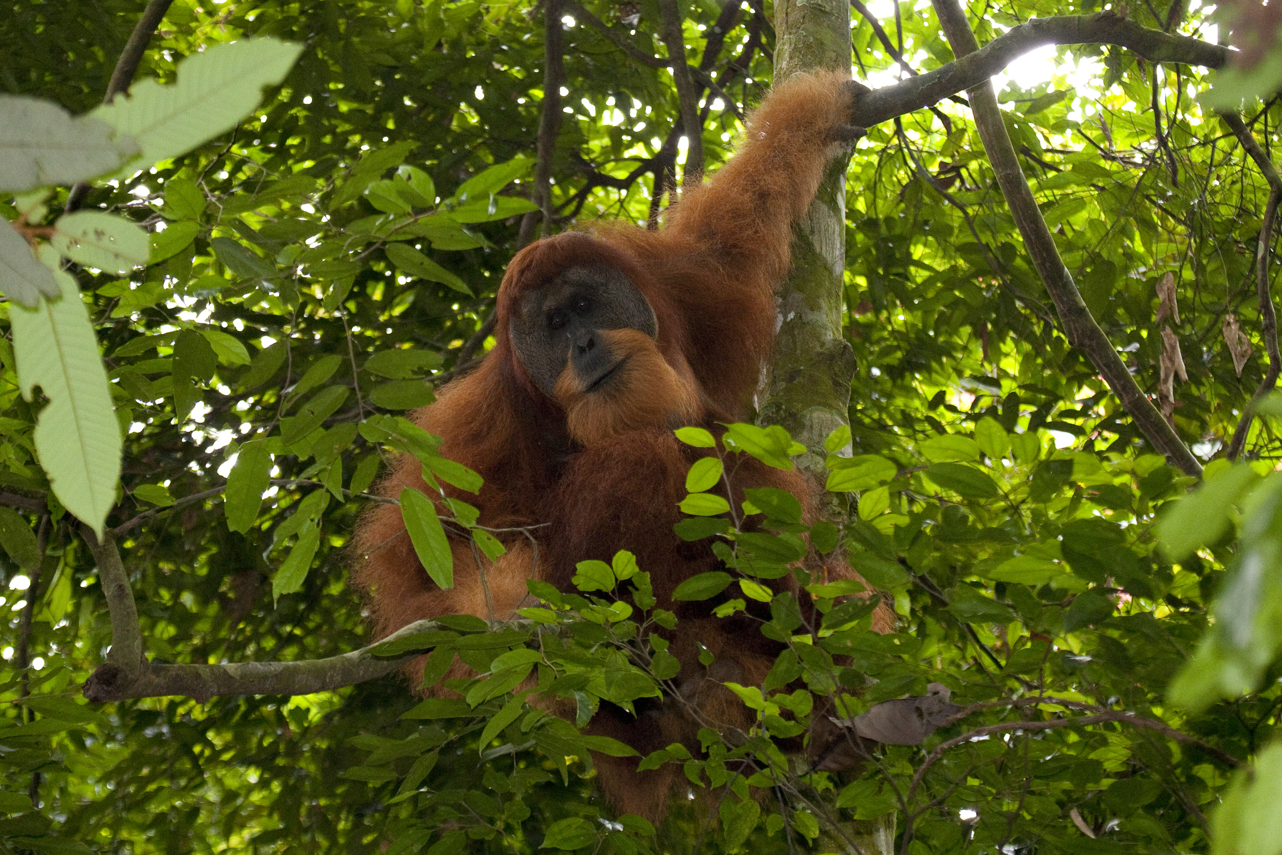  Orang utan  Pongo abelii  Sumatra  Gunung Leuser  10.06.2010 