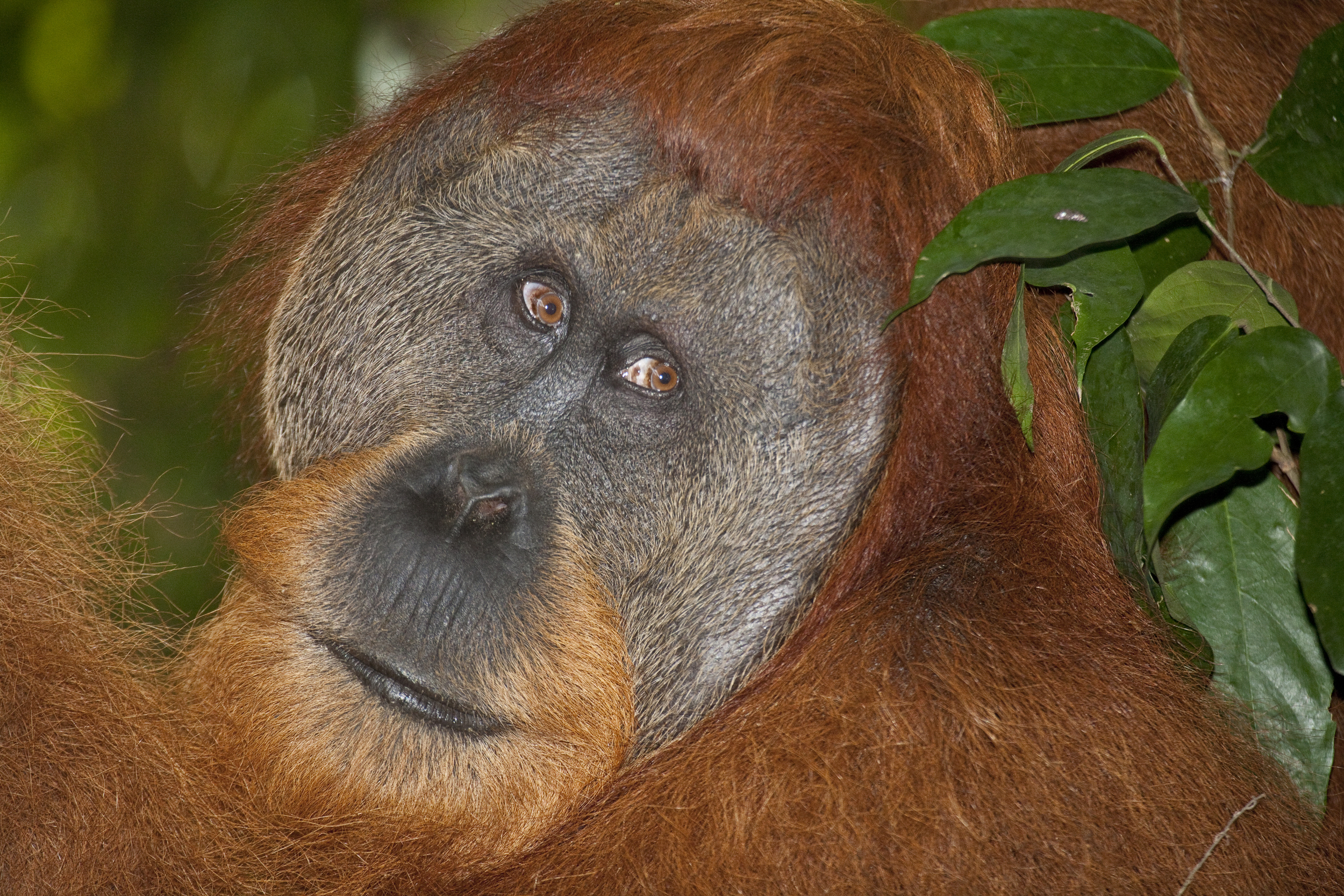  Orang utan  Pongo abelii  Sumatra  Gunung Leuser  10.06.2010 