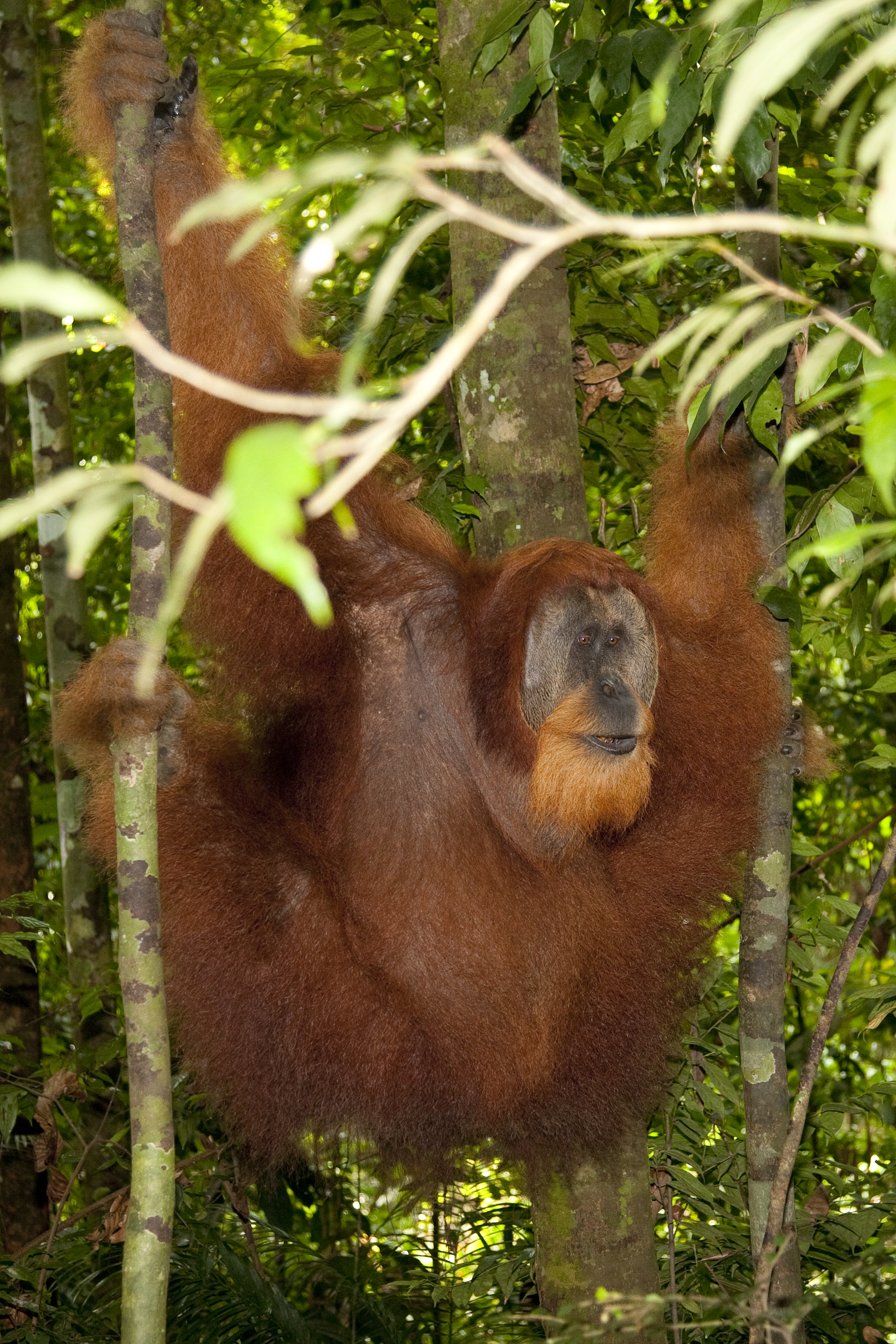  Orang utan  Pongo abelii  Sumatra  Gunung Leuser  10.06.2010 