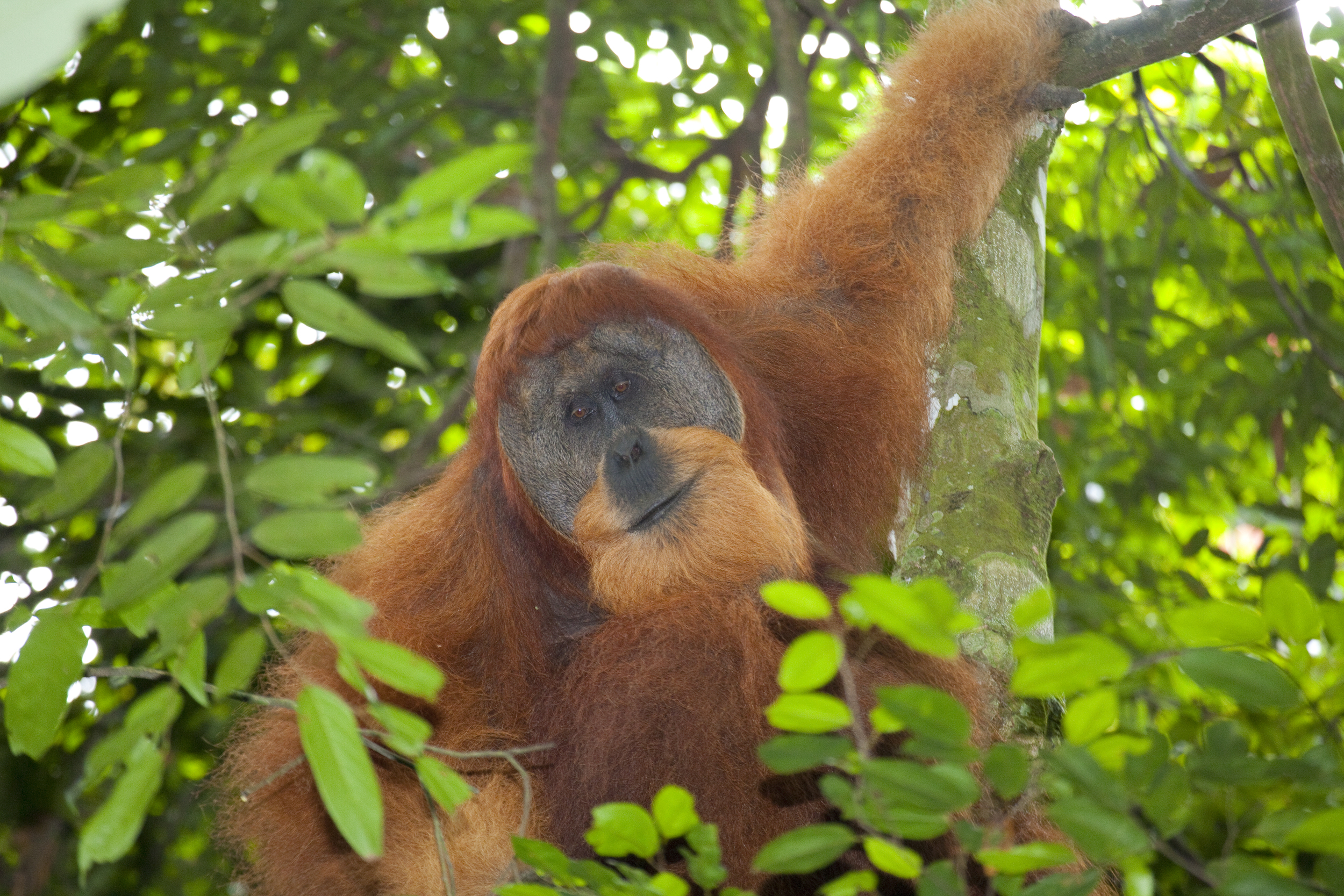  Orang utan  Pongo abelii  Sumatra  Gunung Leuser  10.06.2010 