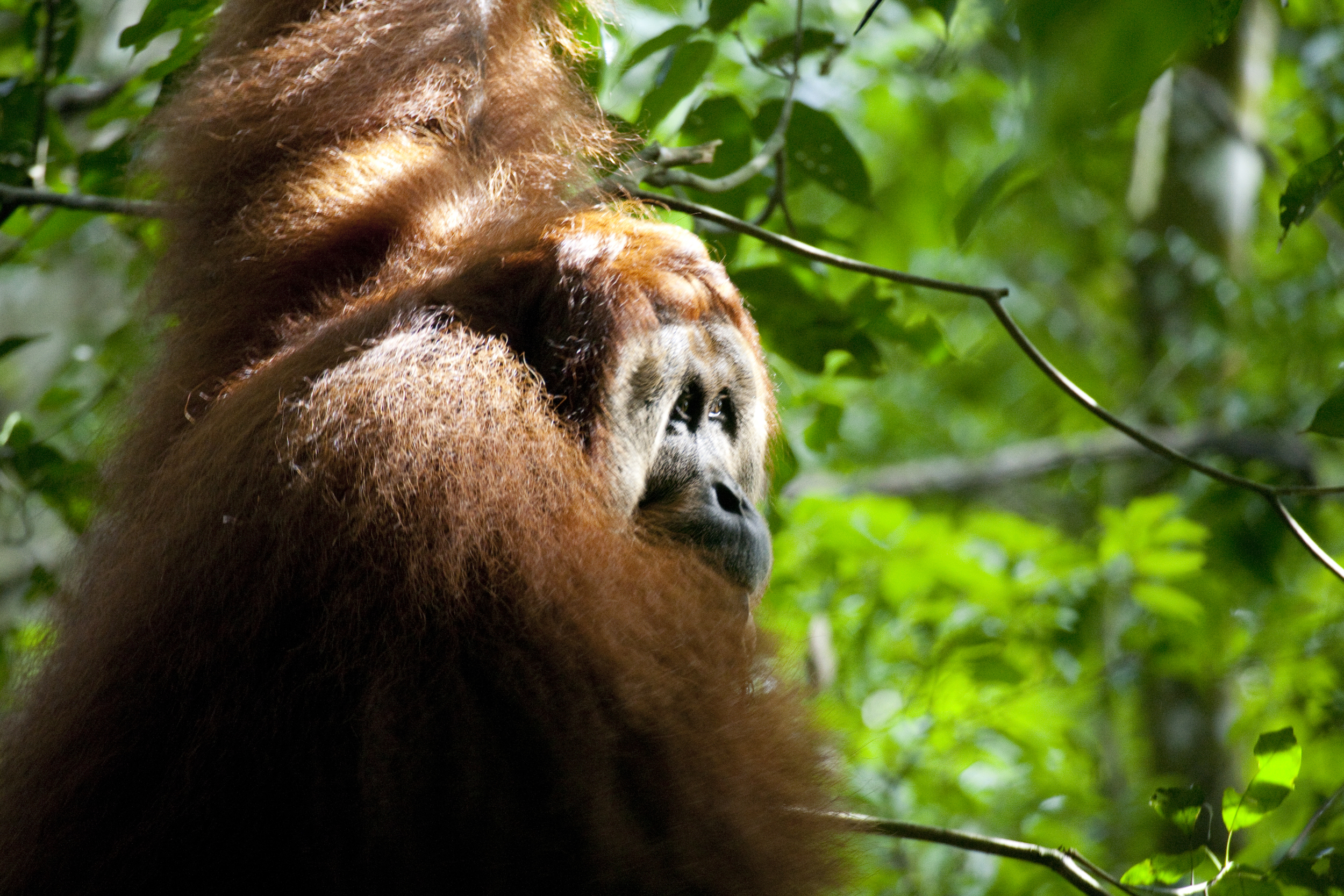  Orang utan  Pongo abelii  Sumatra  Gunung Leuser  10.06.2010 