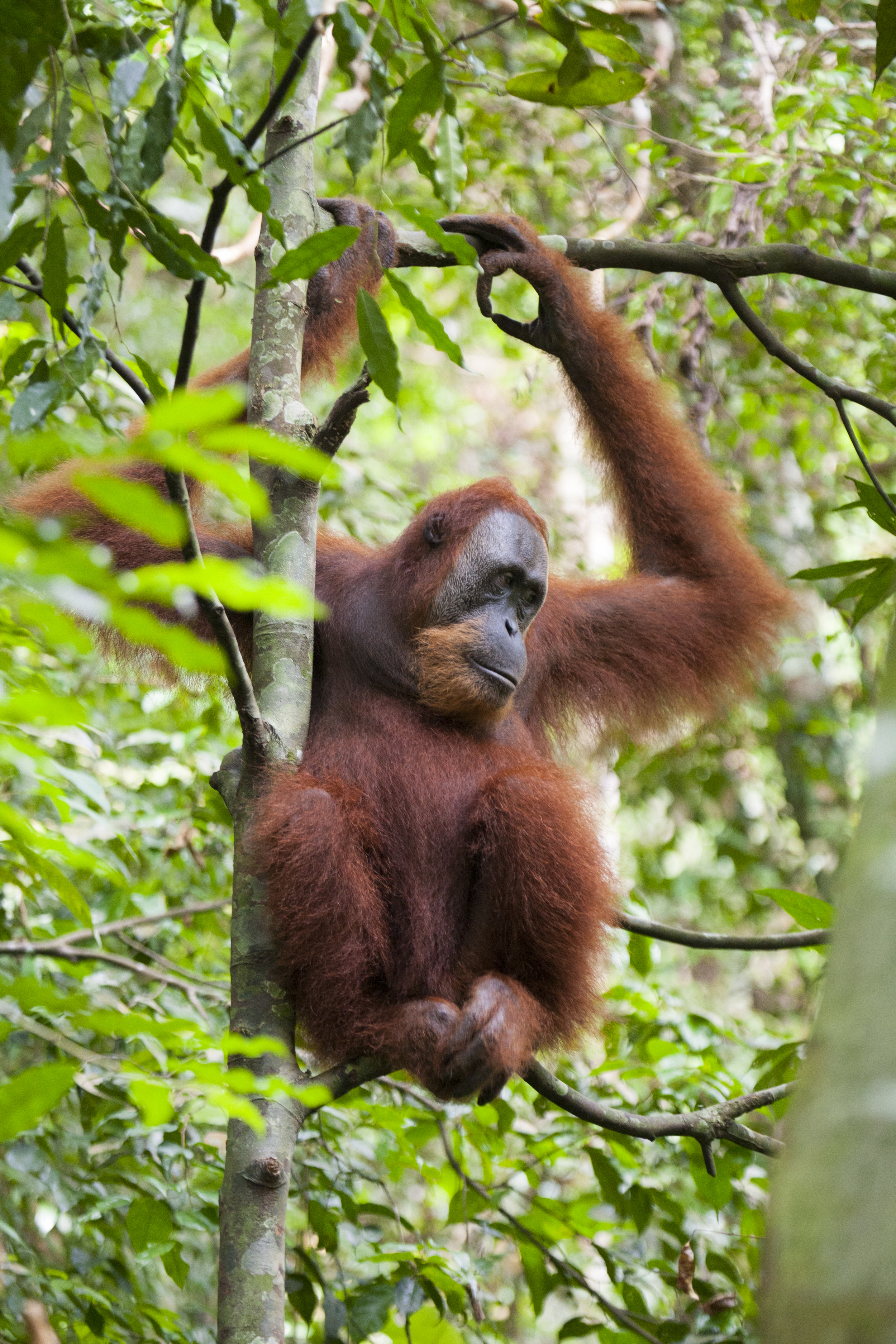  Orang utan  Pongo abelii  Sumatra  Gunung Leuser  10.06.2010 