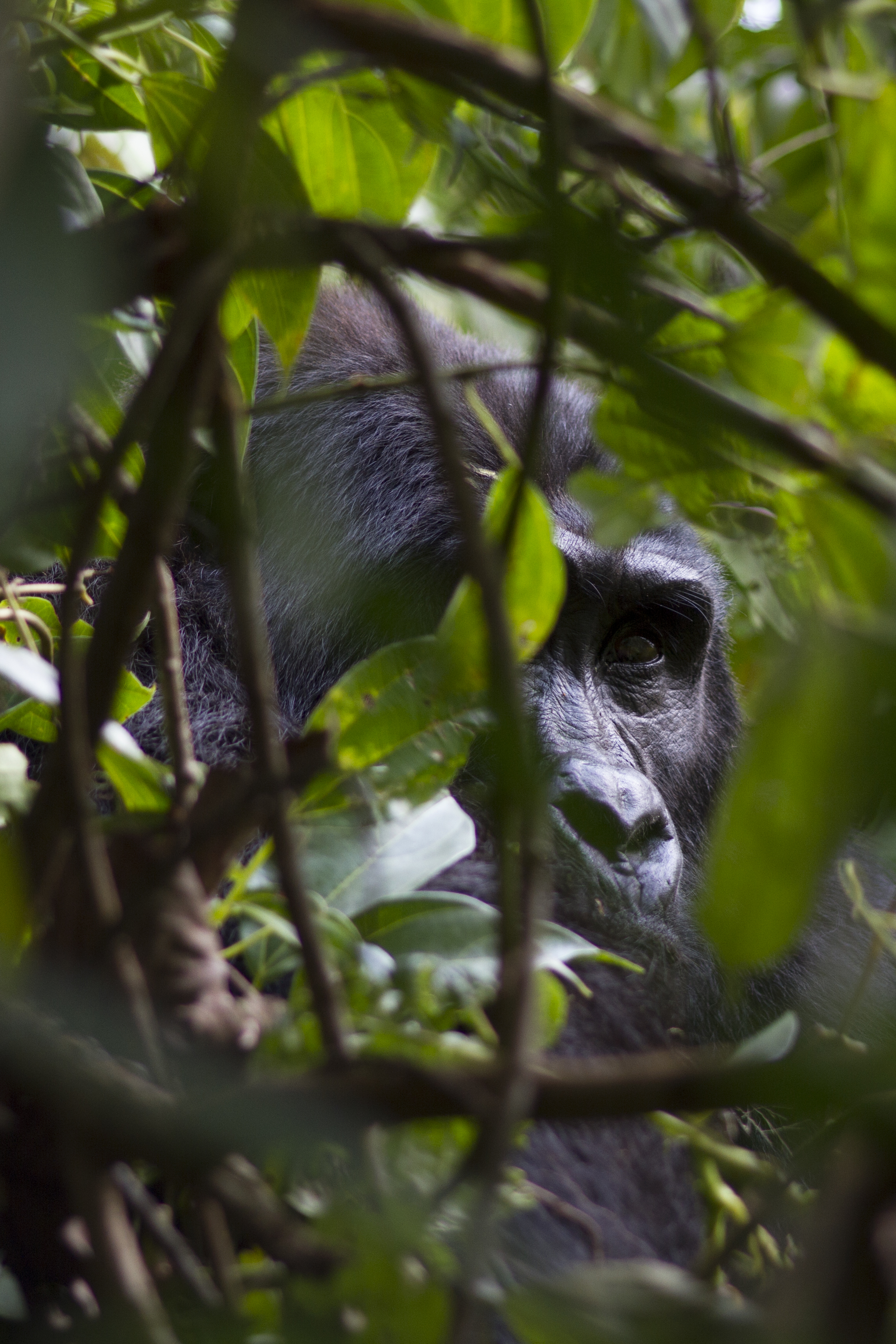  Berggorilla   Gorilla beringei beringei    Uganda    Bwindi NP    2012  